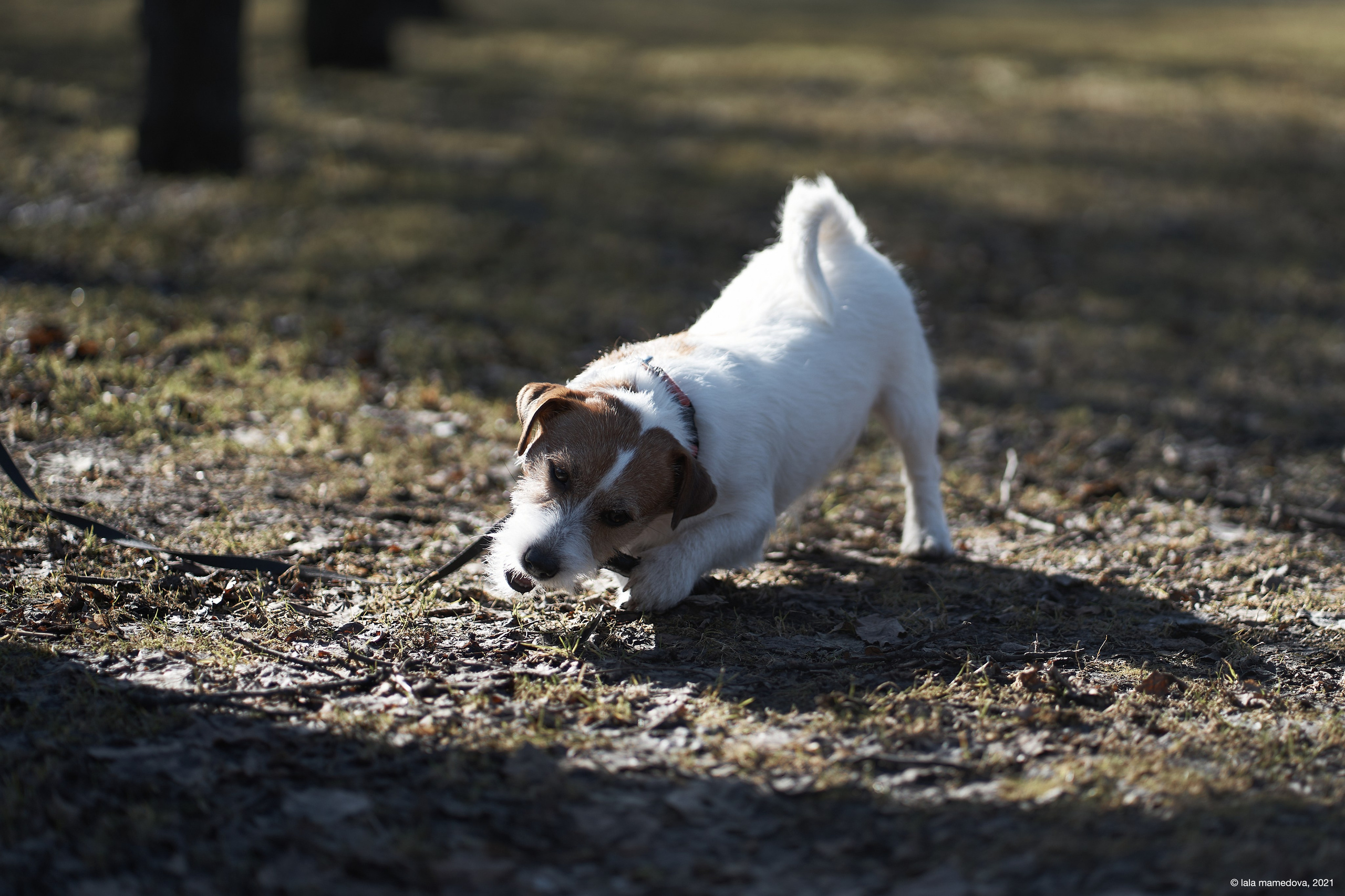 Jack Russell Terrier
