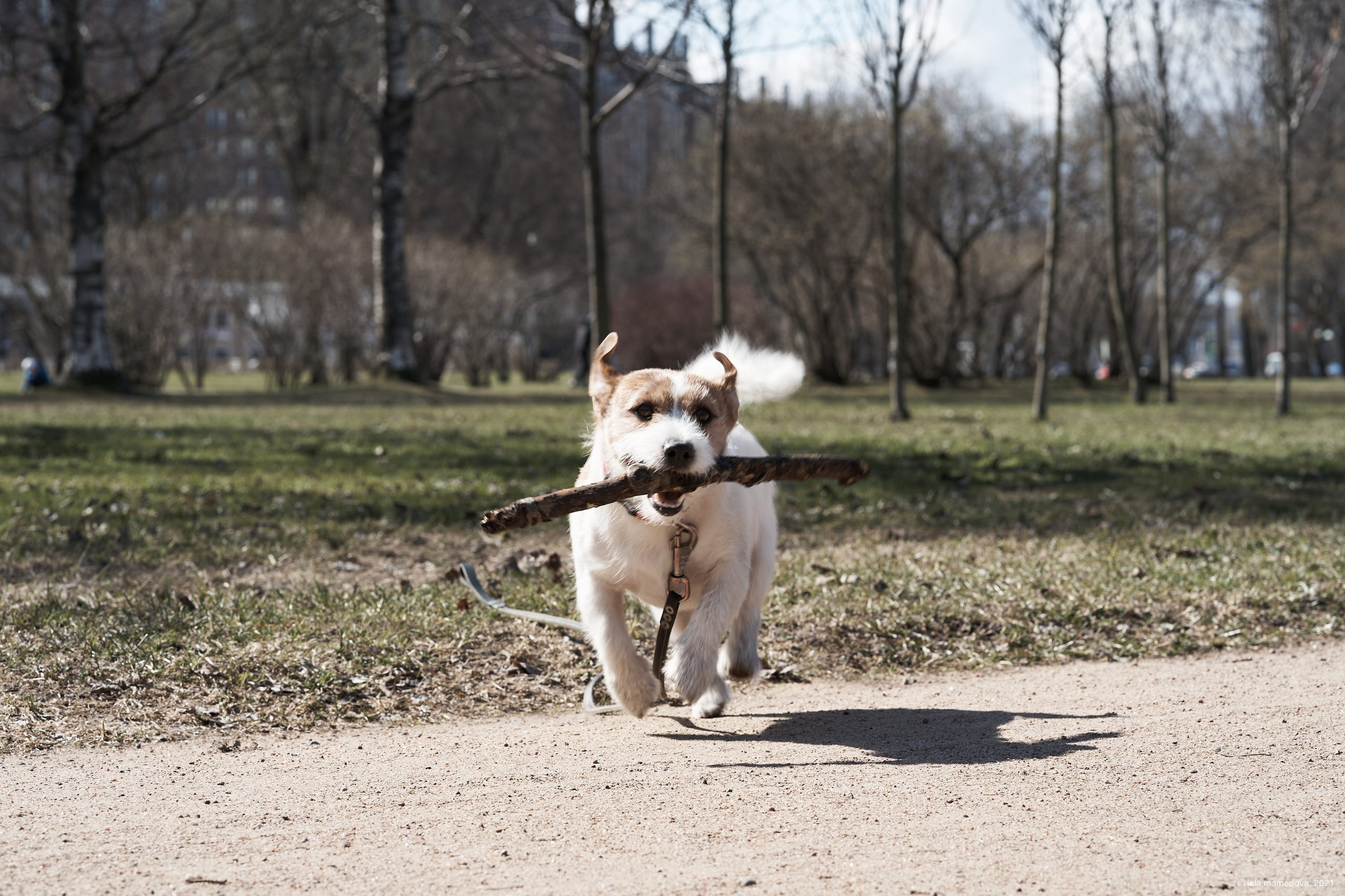 Jack Russell Terrier