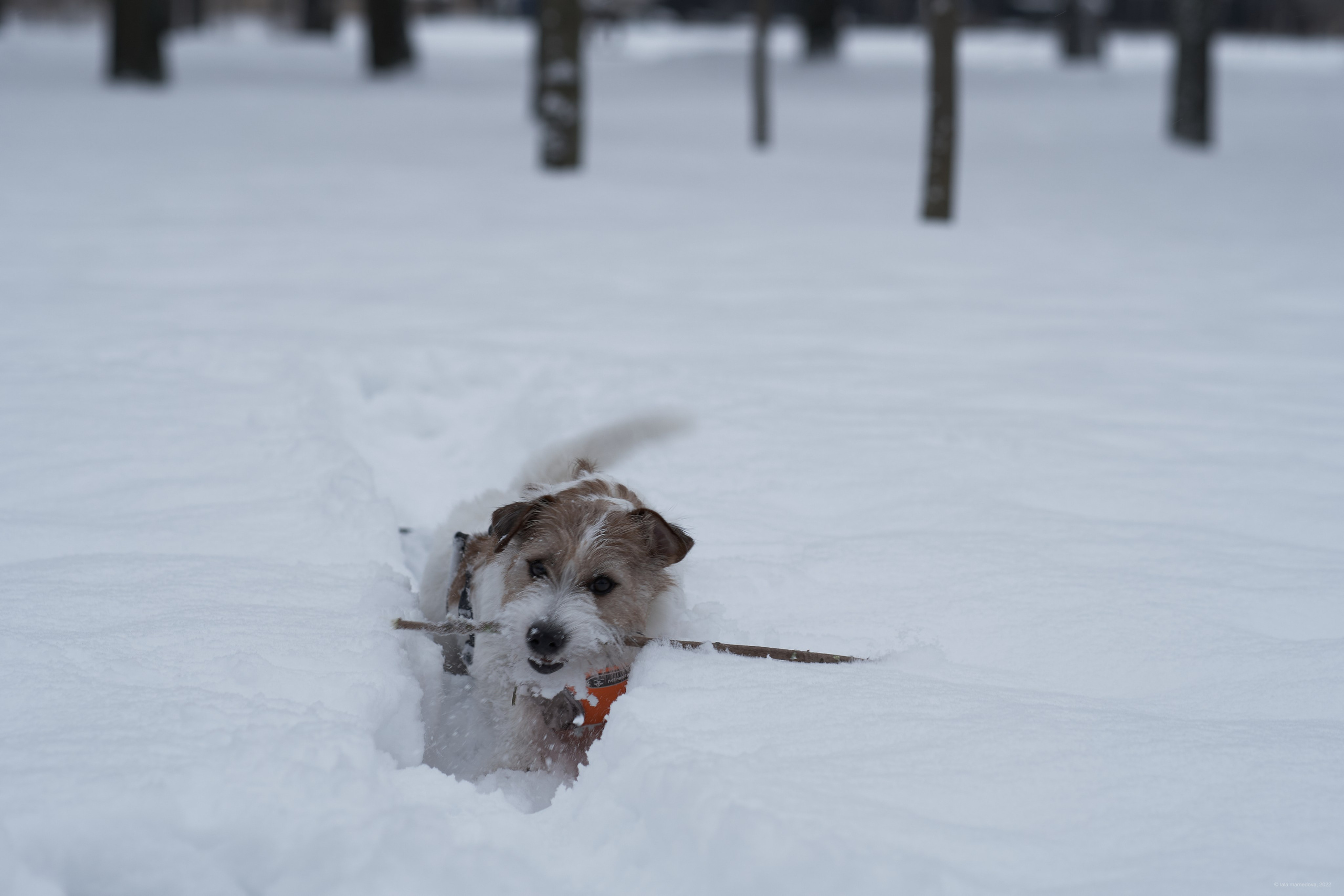Jack Russell Terrier