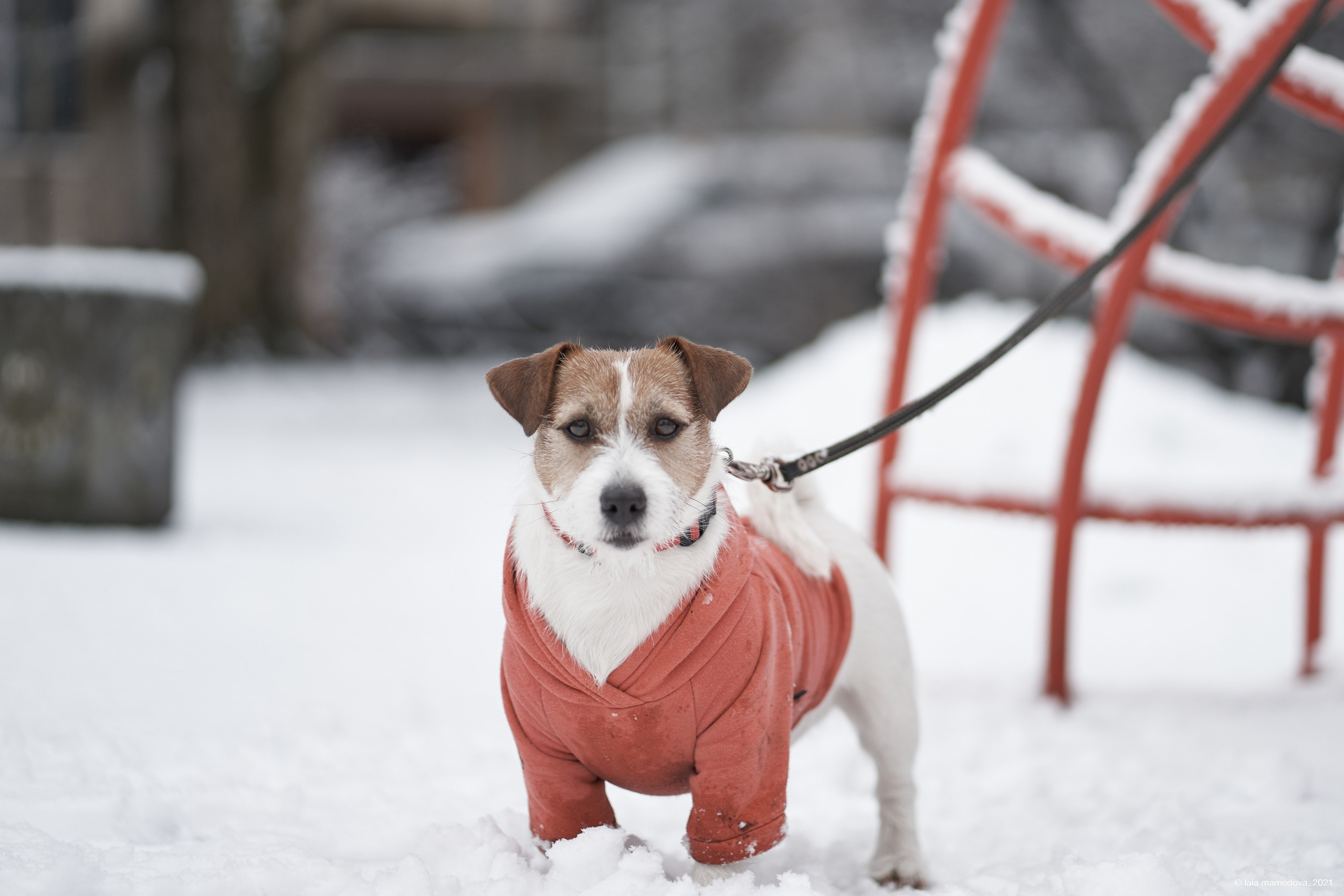Jack Russell Terrier