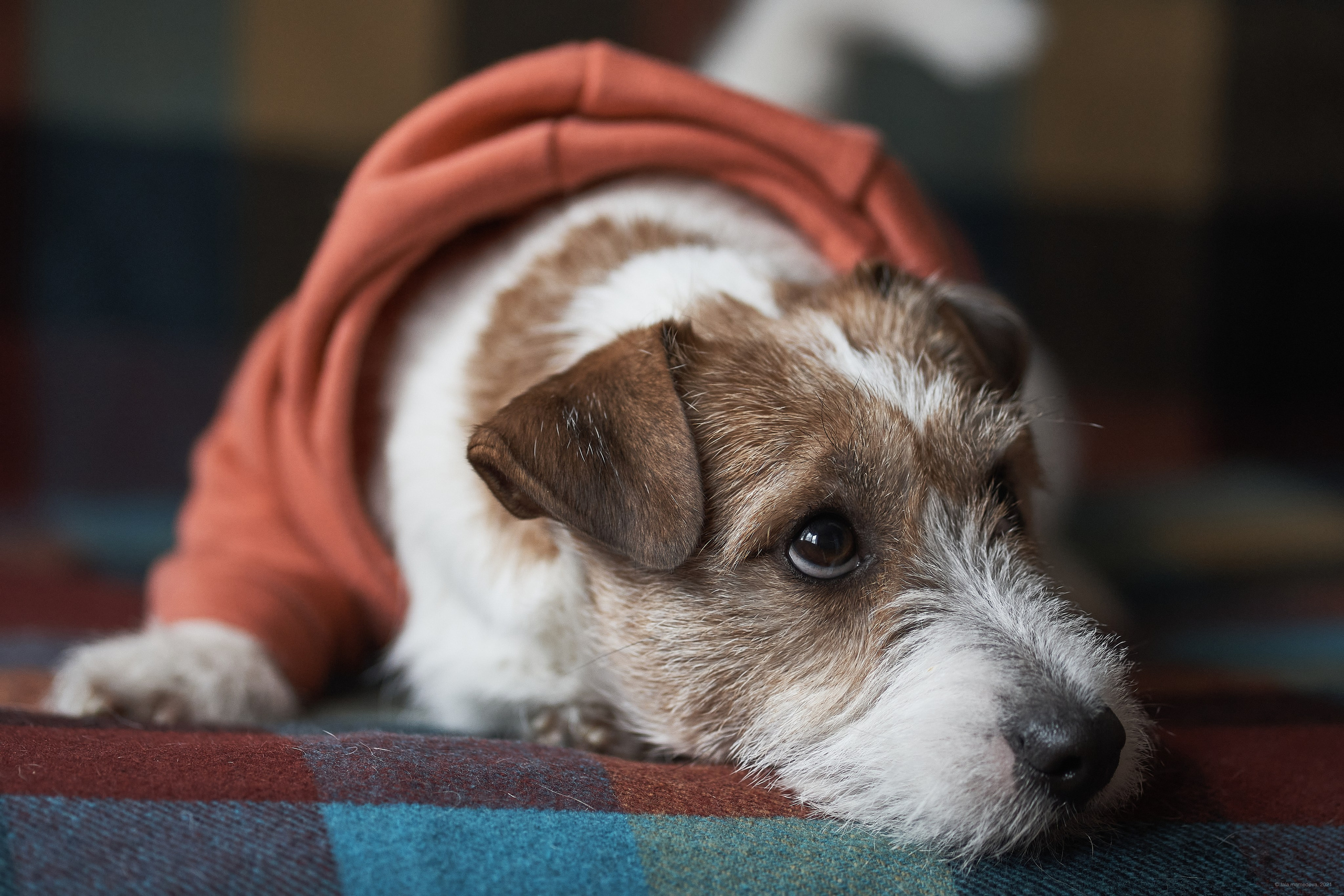 Jack Russell Terrier