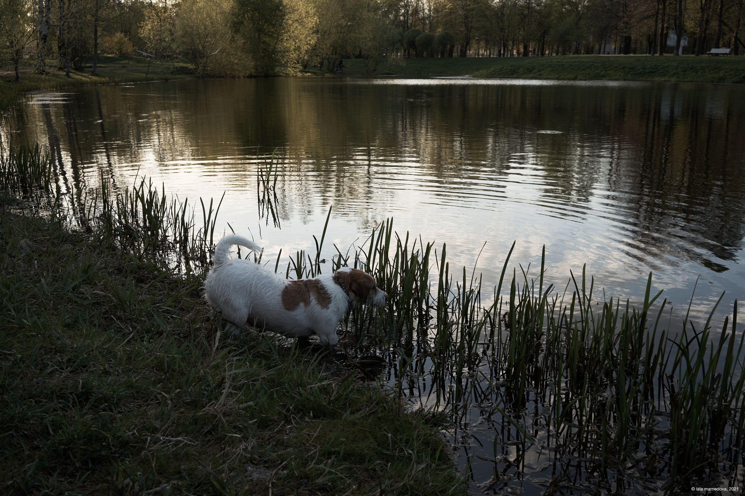 Jack Russell Terrier