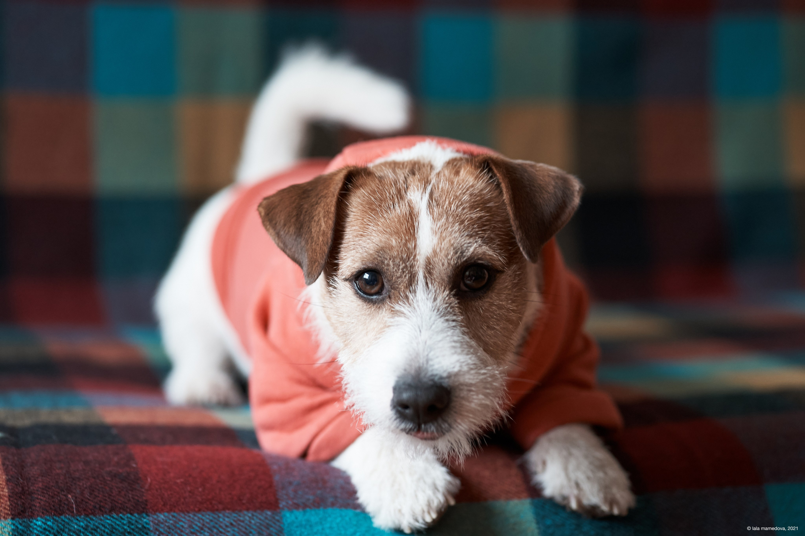 Jack Russell Terrier