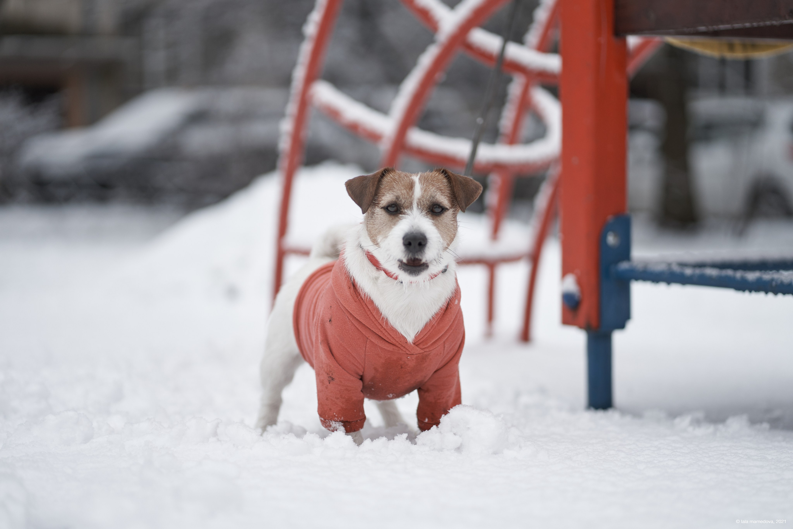 Jack Russell Terrier