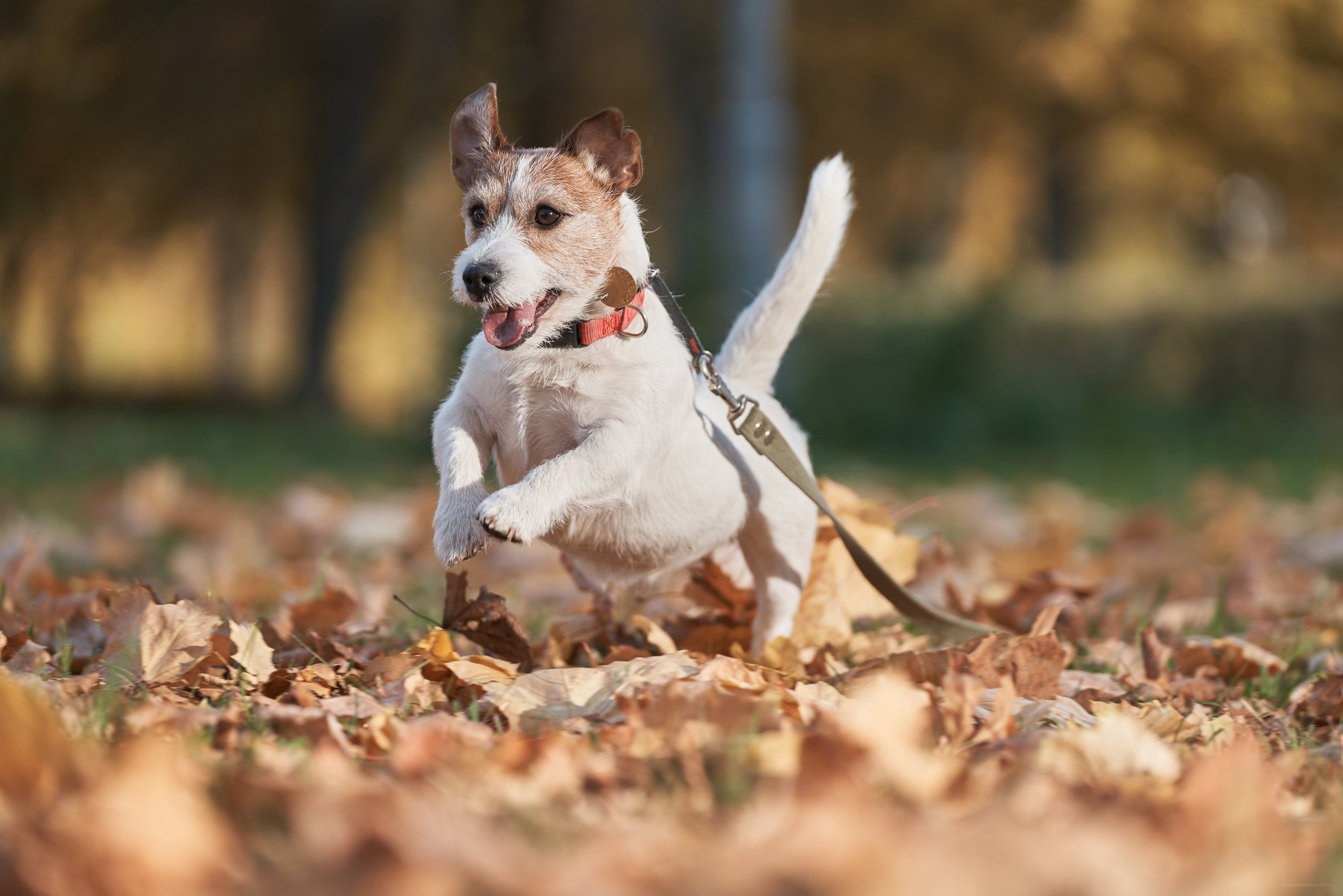 Jack Russell Terrier