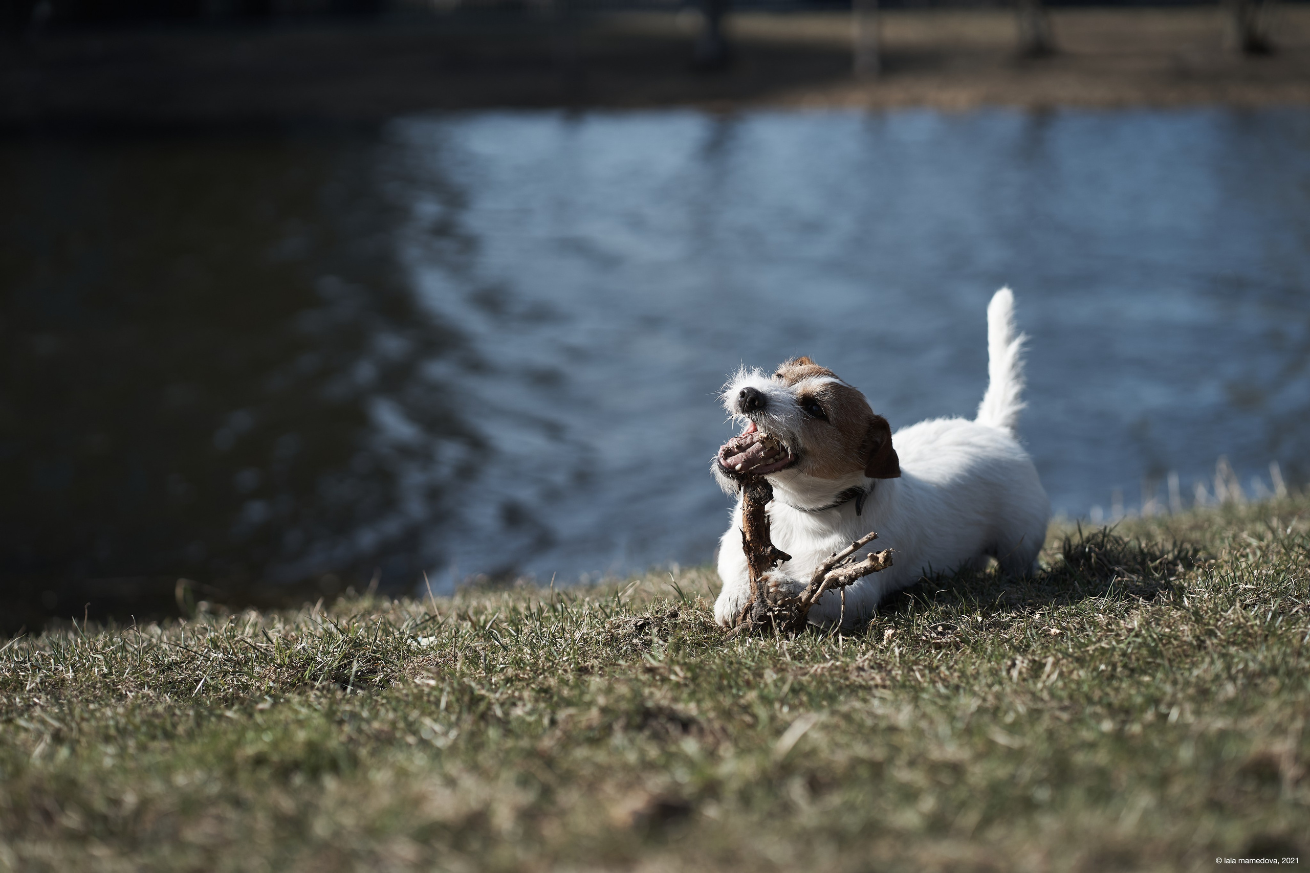Jack Russell Terrier