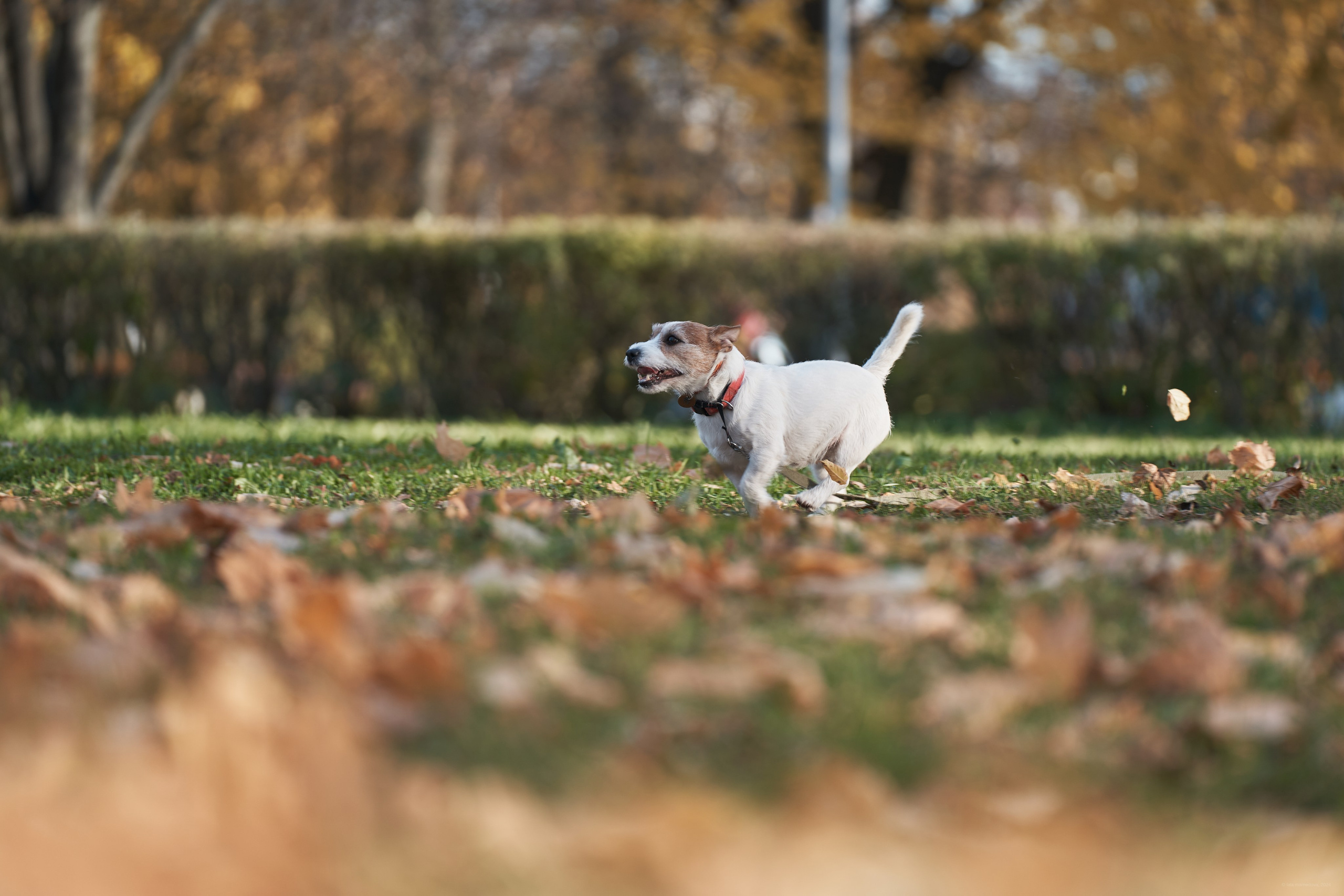 Jack Russell Terrier