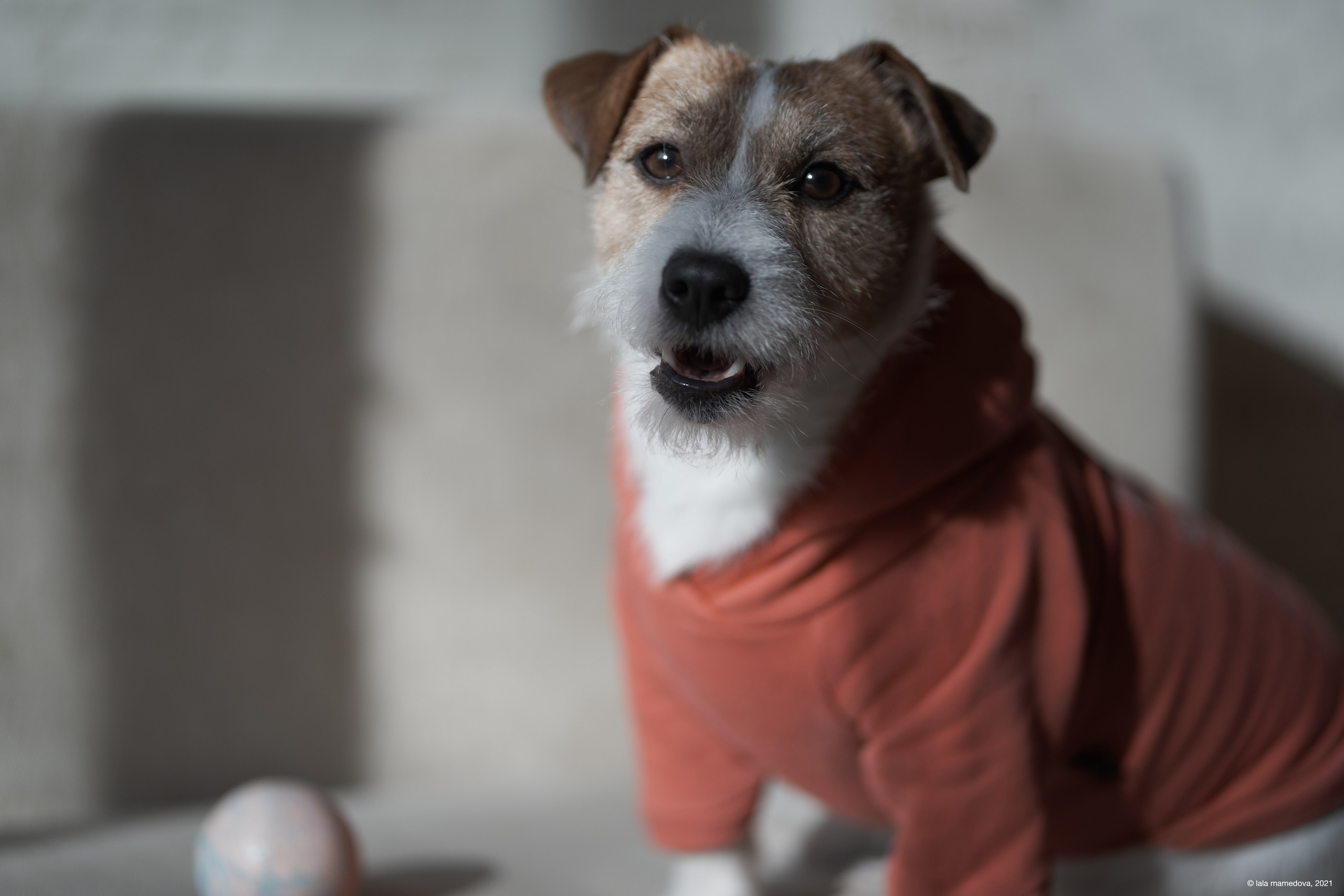 Jack Russell Terrier