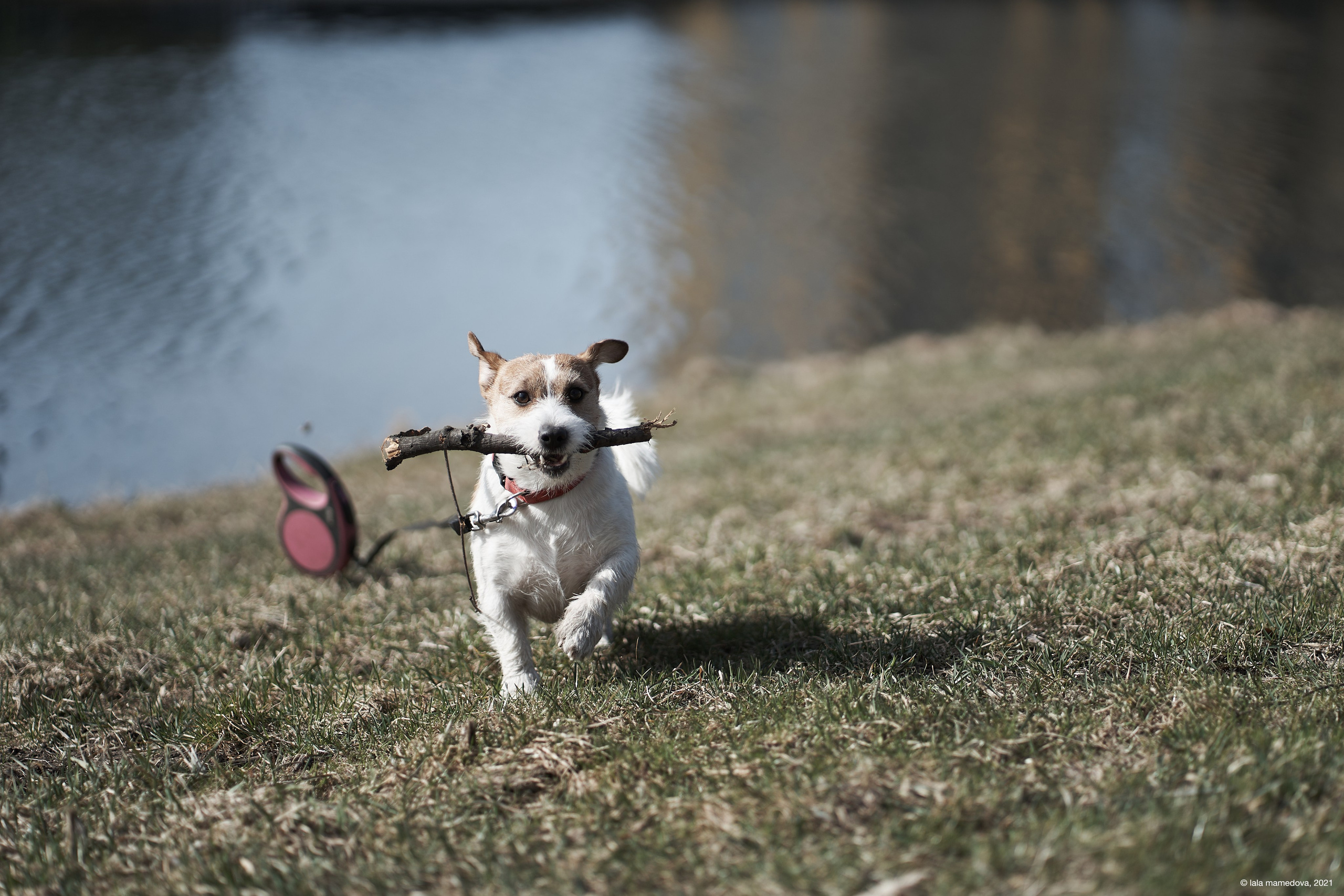 Jack Russell Terrier