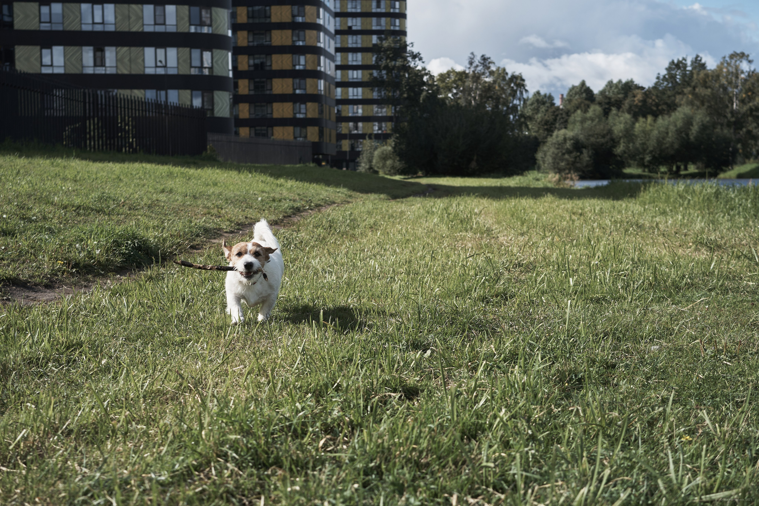 Jack Russell Terrier