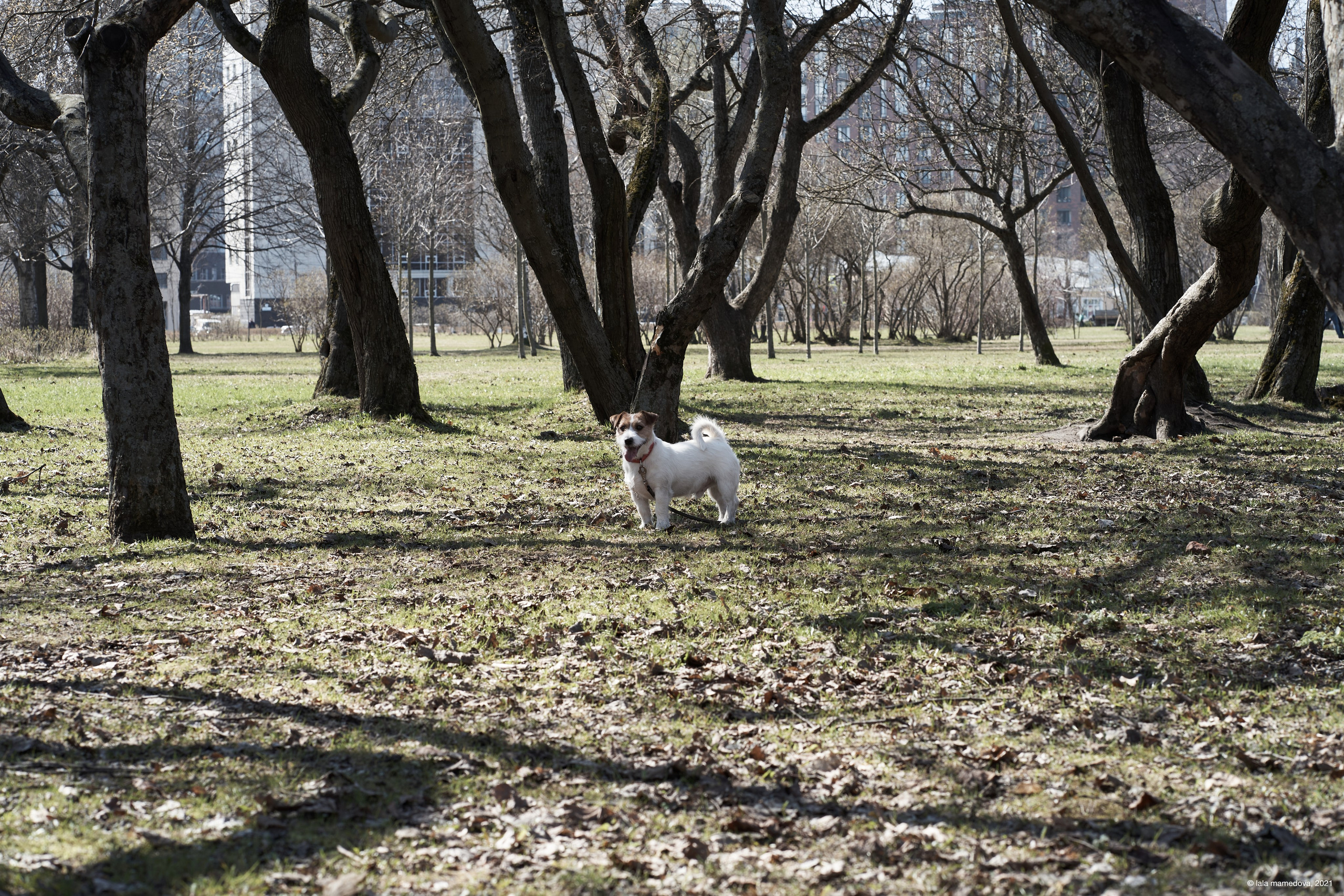 Jack Russell Terrier