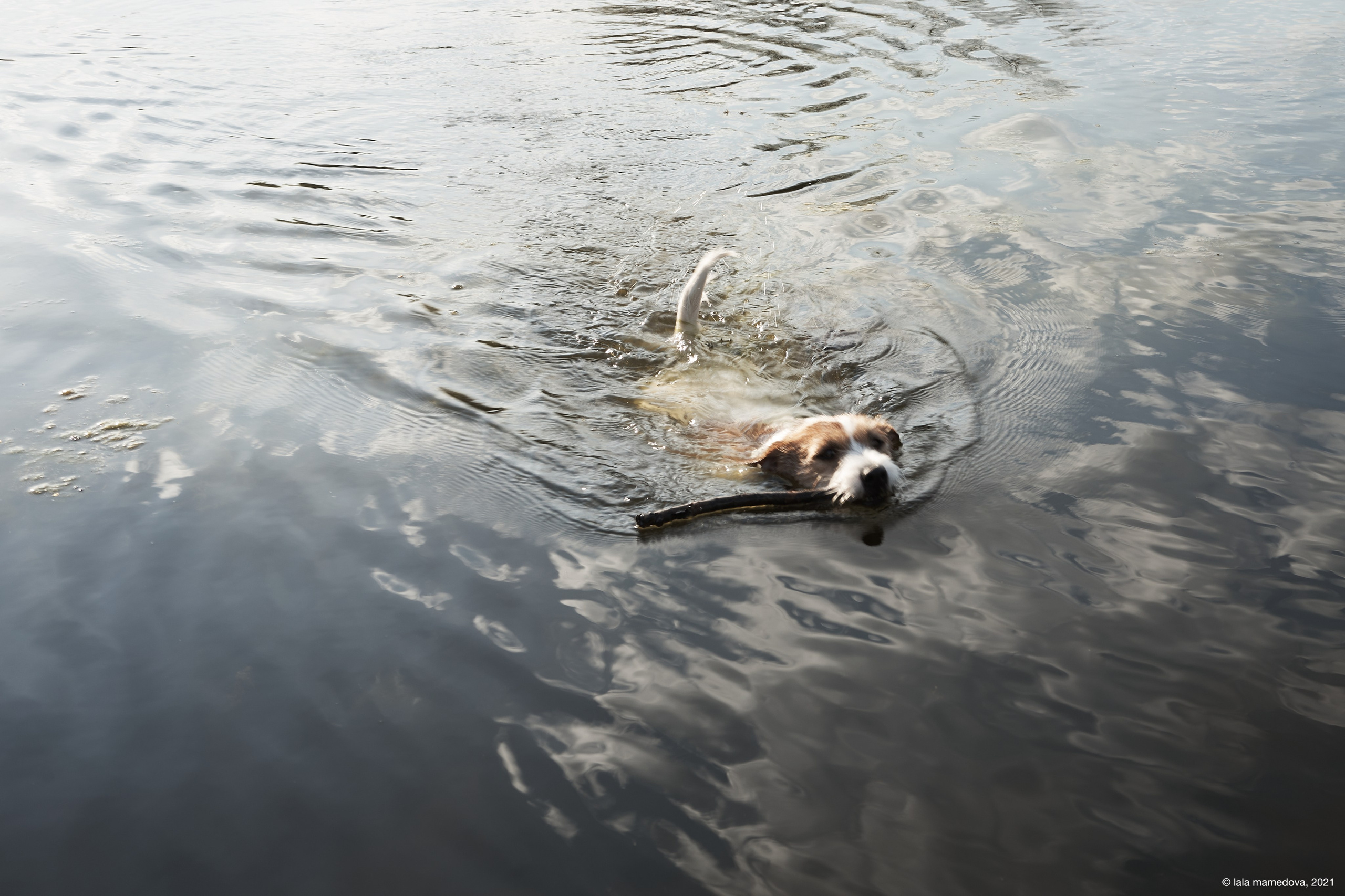 Jack Russell Terrier