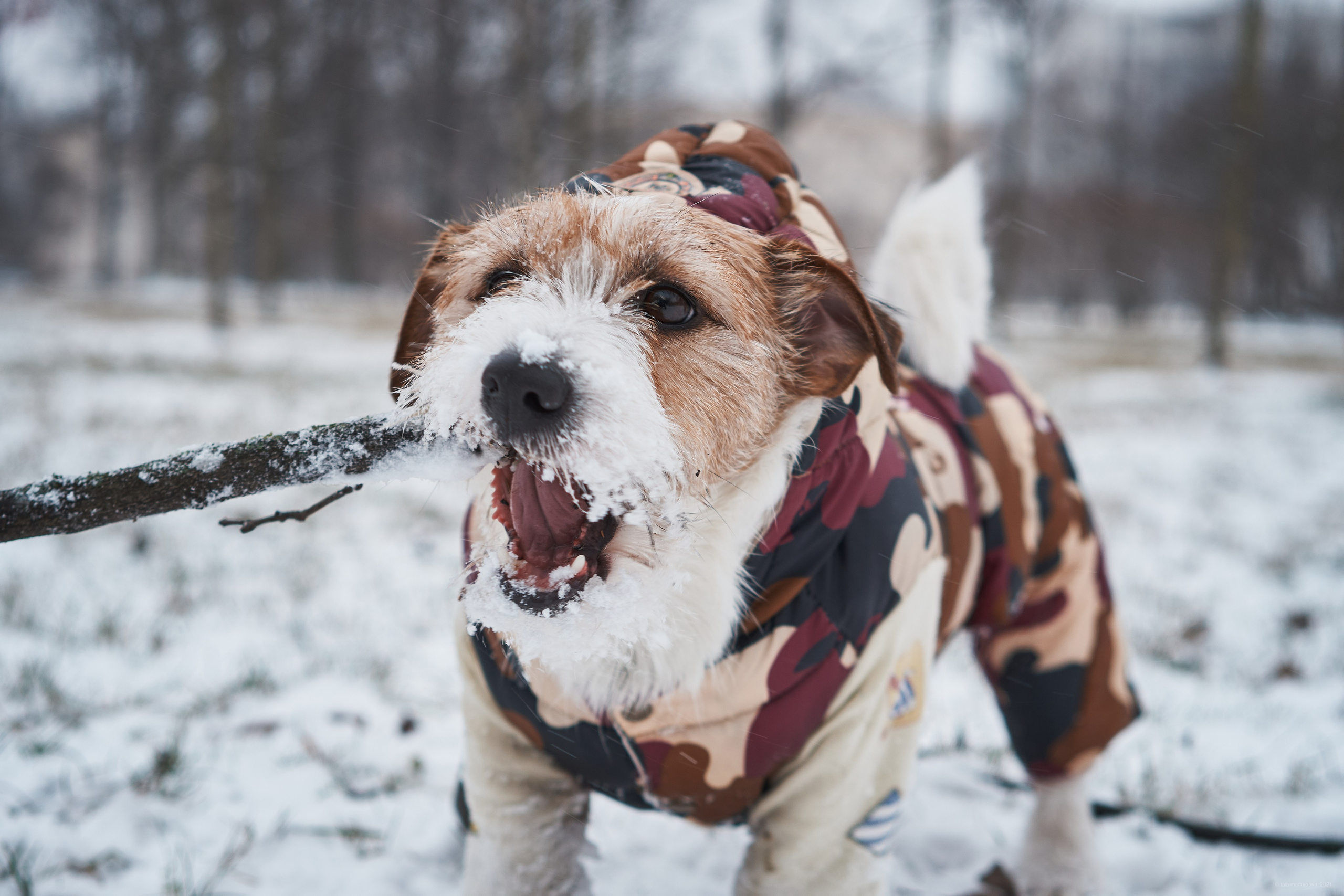 Jack Russell Terrier