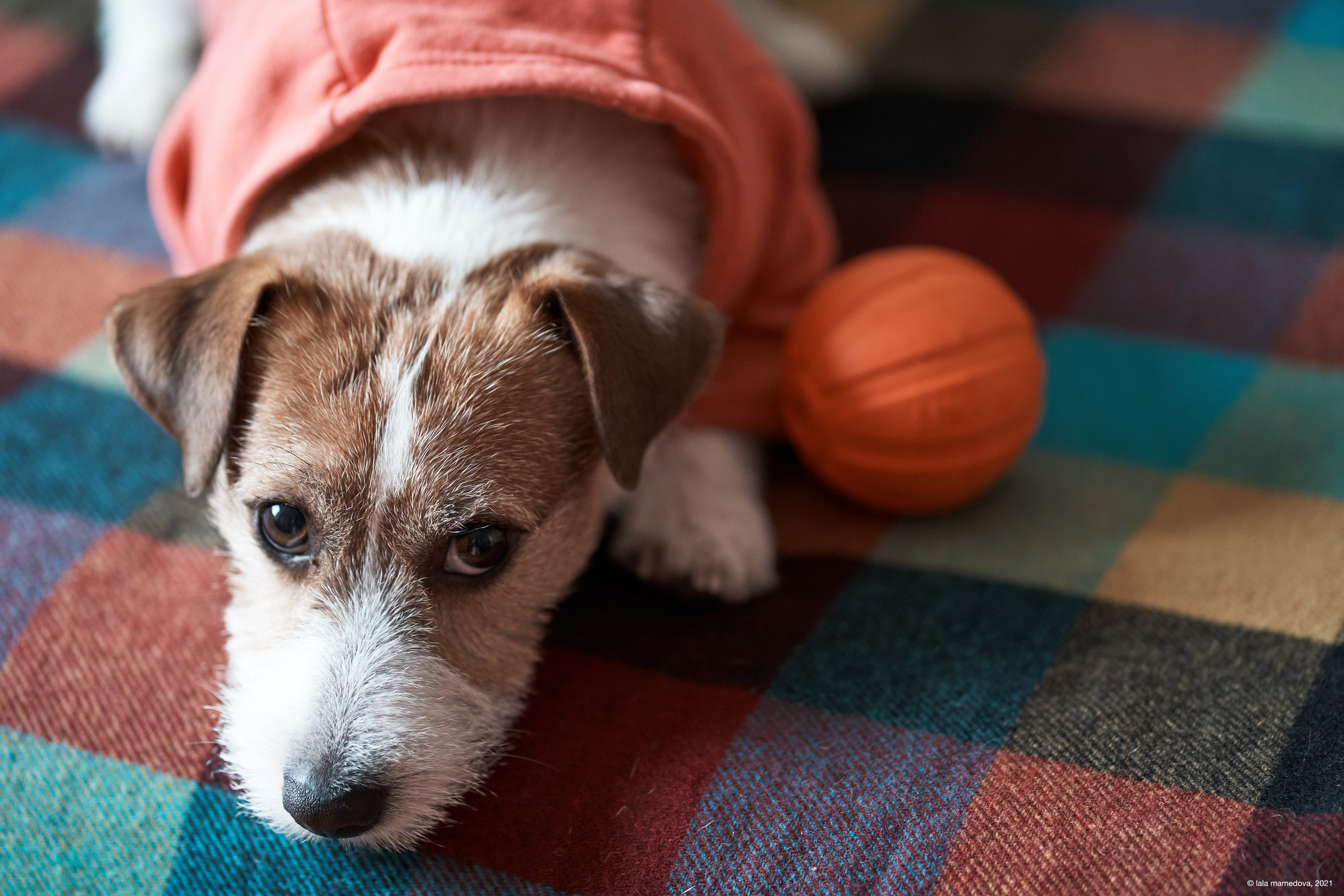 Jack Russell Terrier