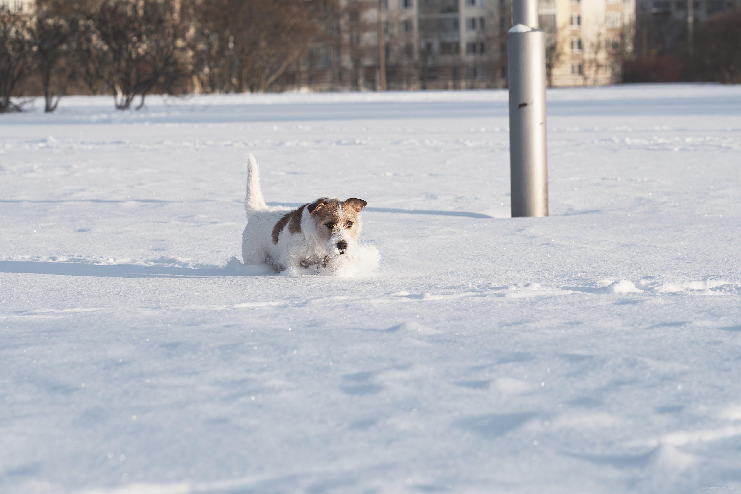 Jack Russell Terrier