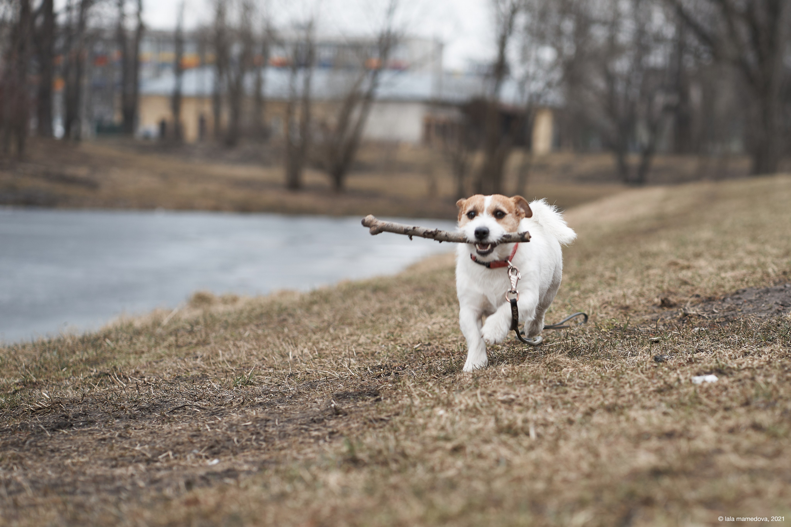 Jack Russell Terrier