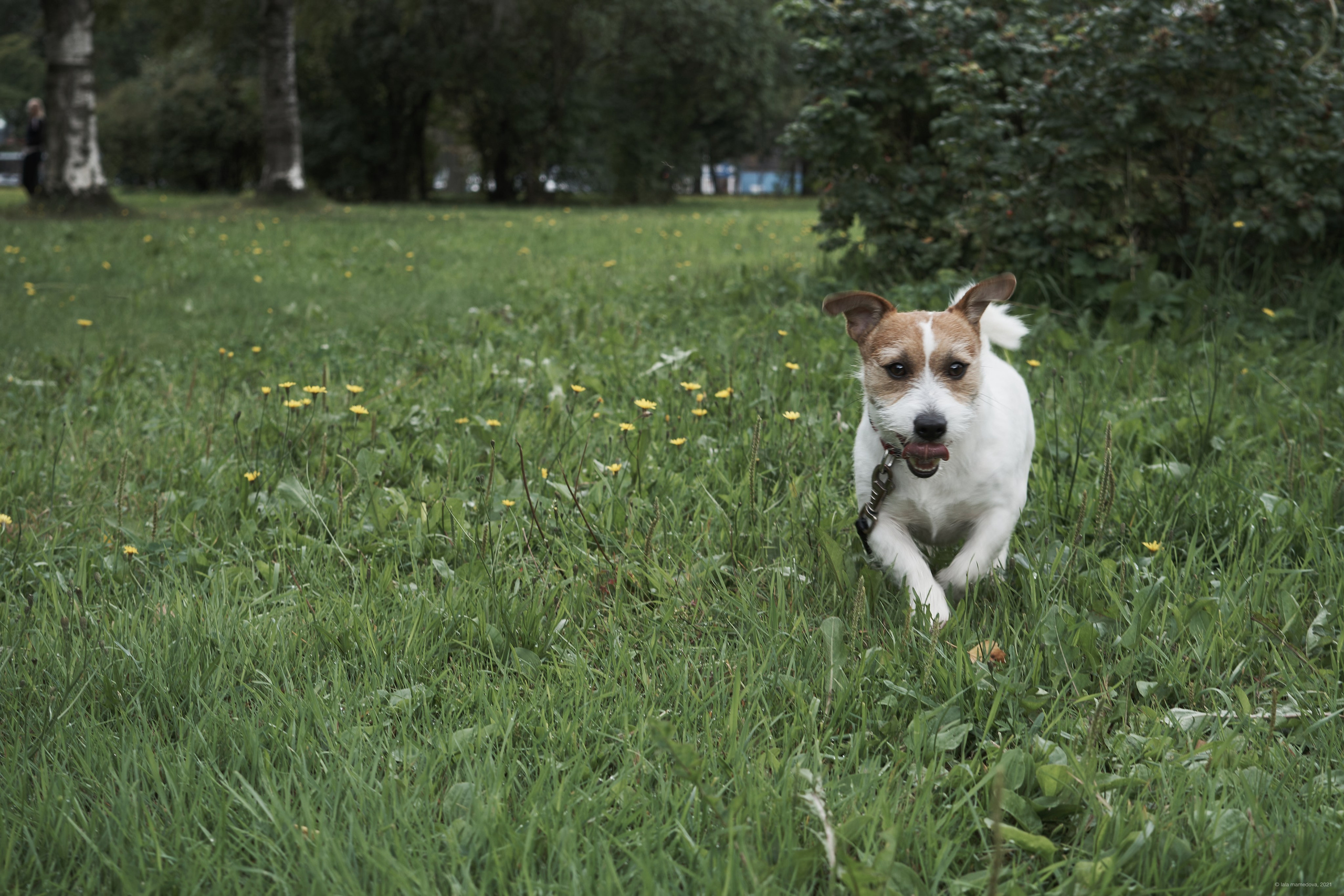 Jack Russell Terrier