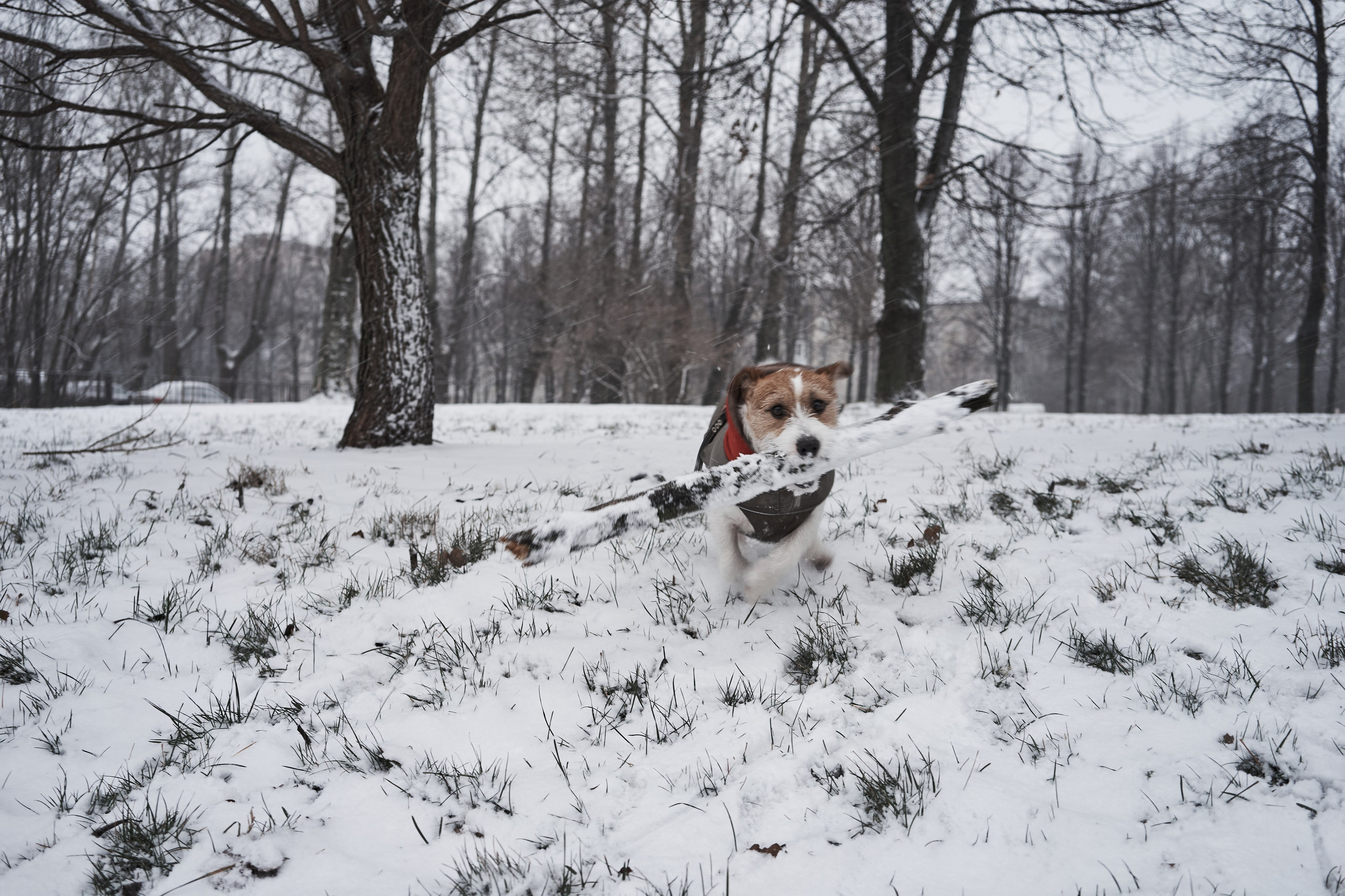 Jack Russell Terrier