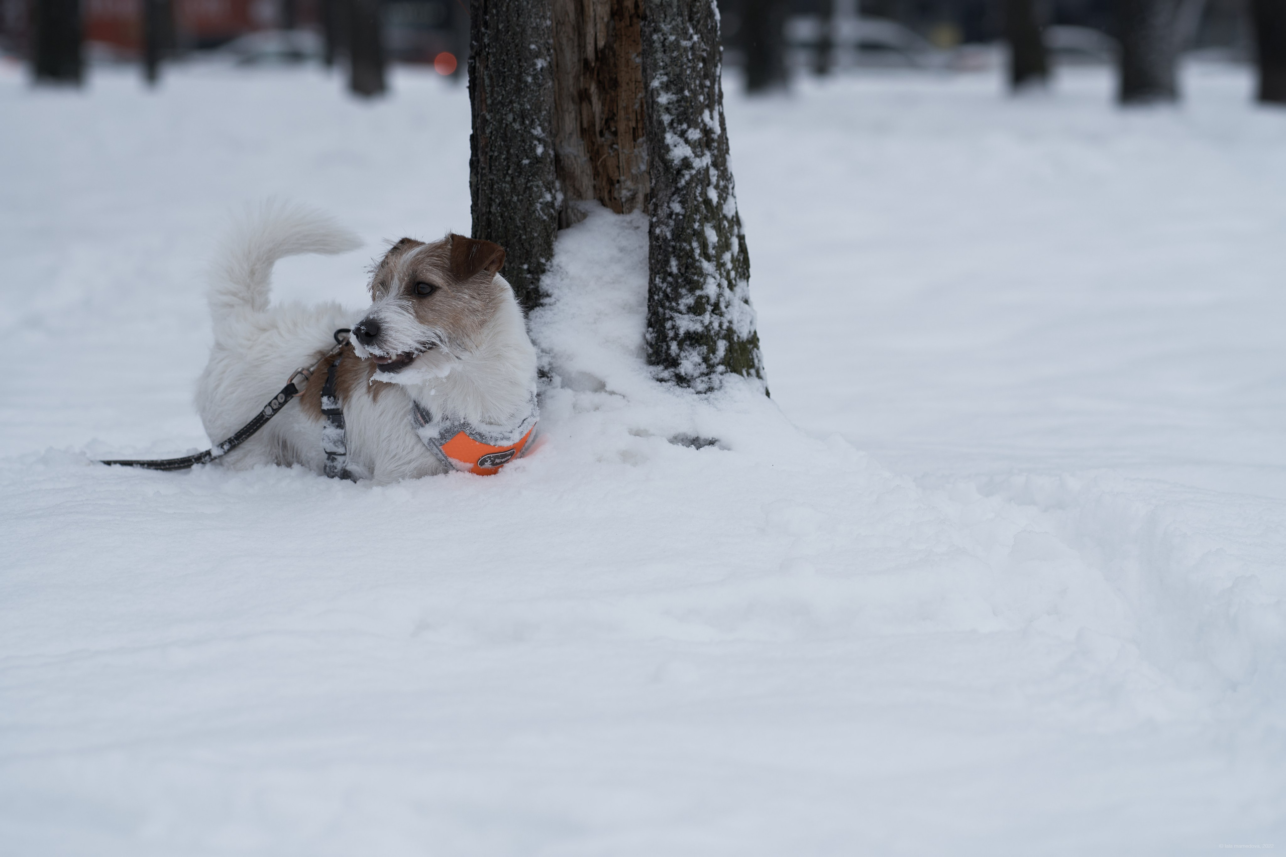 Jack Russell Terrier