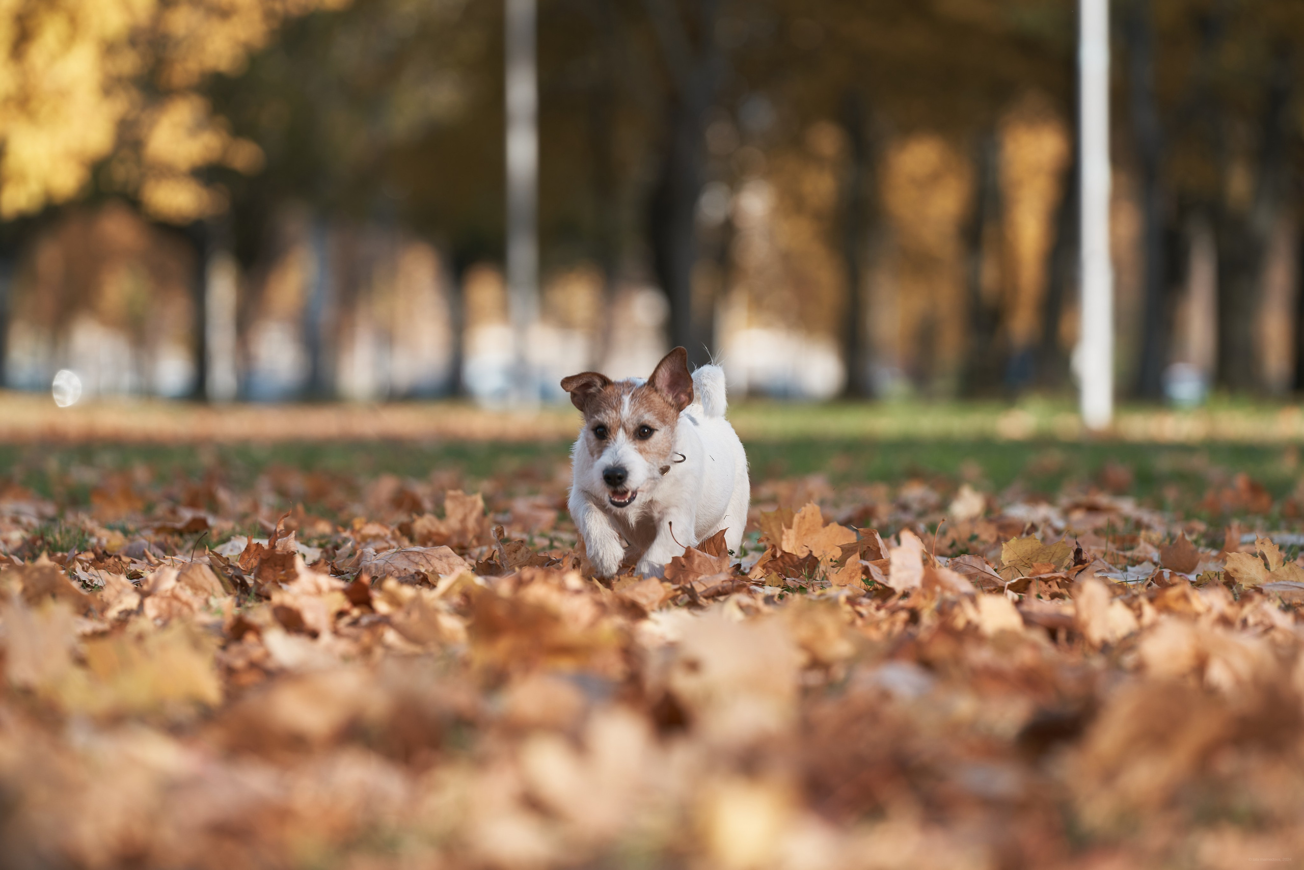 Jack Russell Terrier