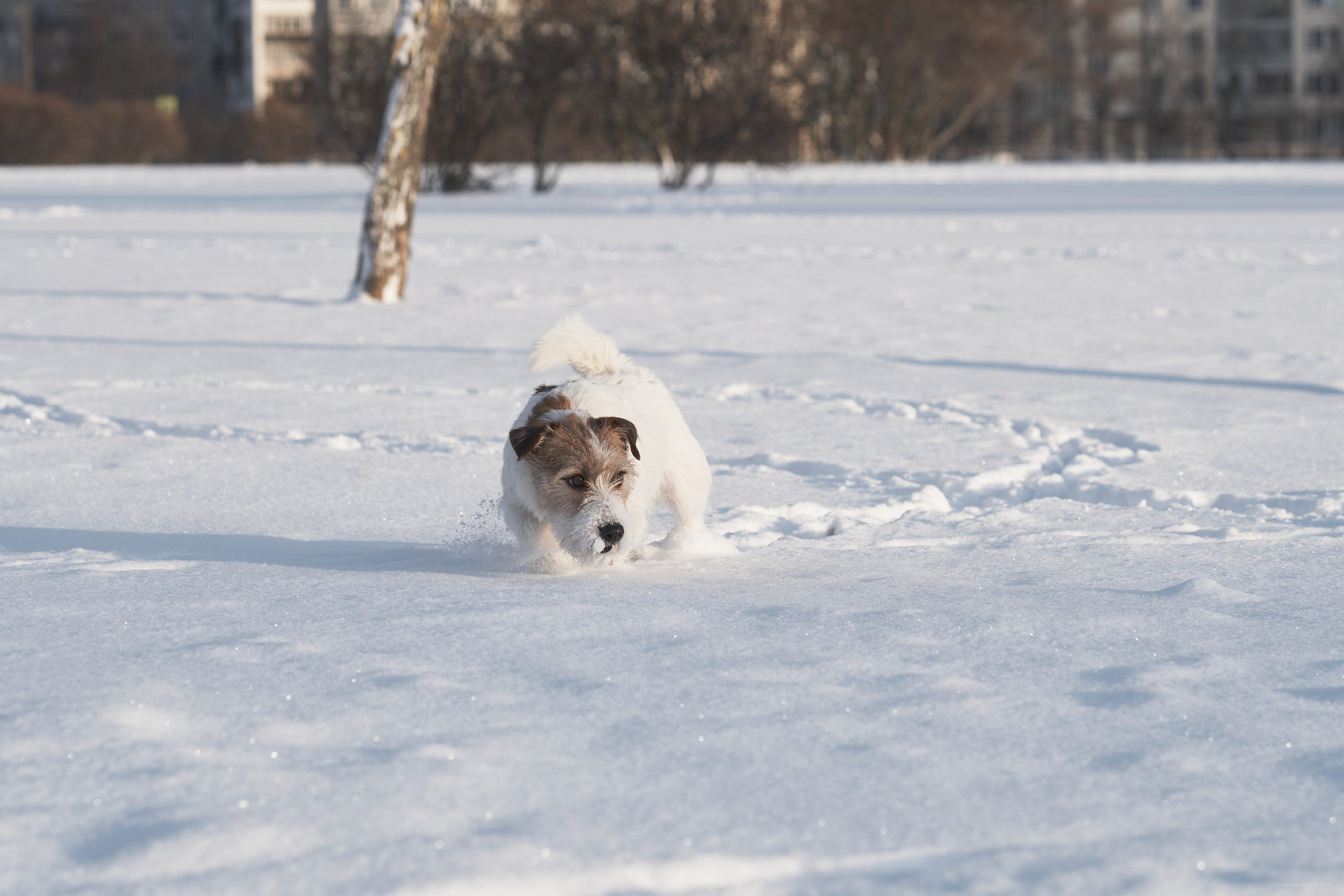 Jack Russell Terrier