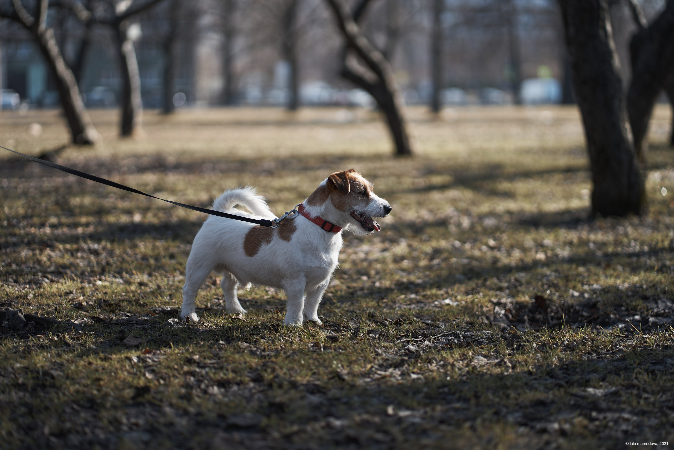 Jack Russell Terrier