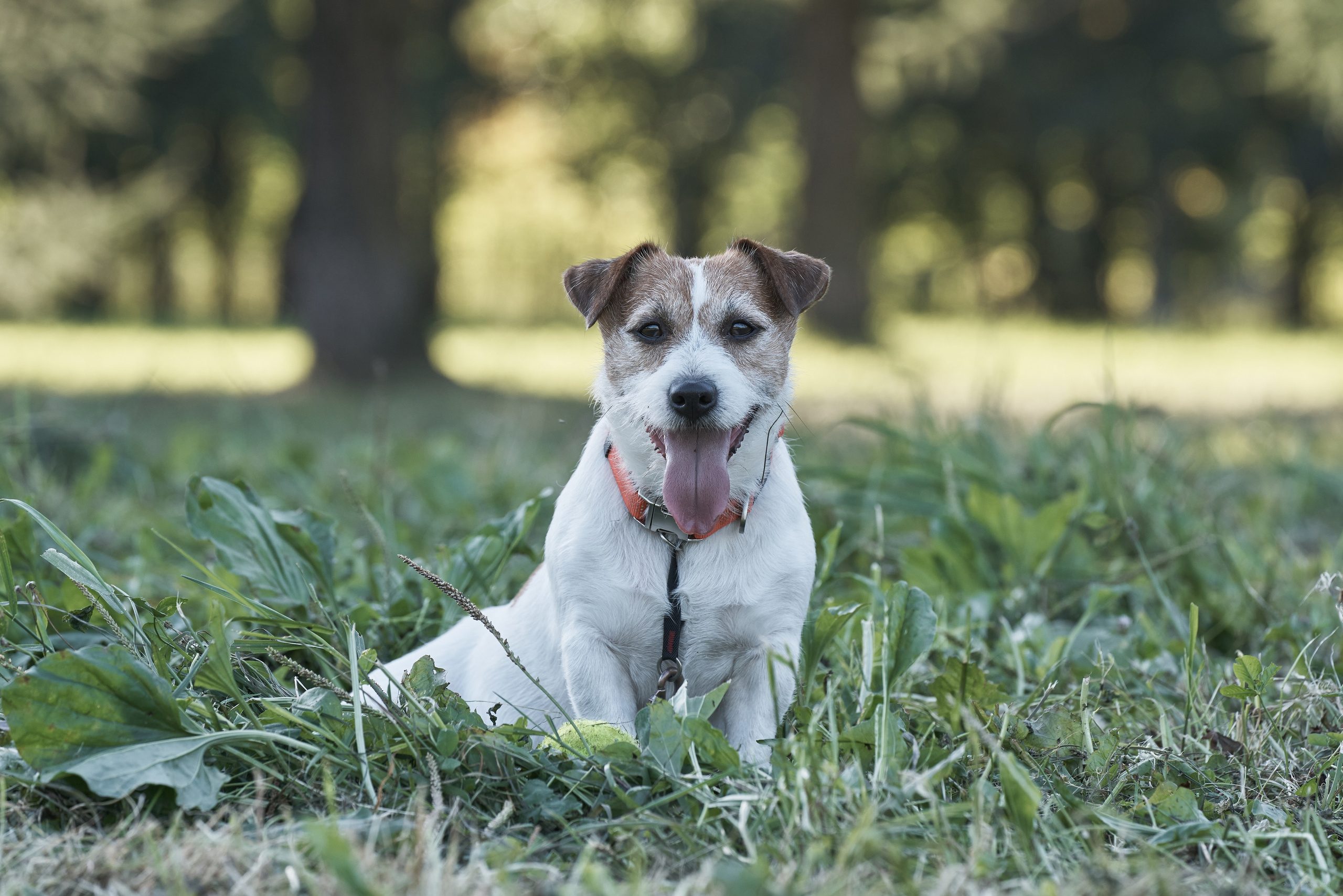 Jack Russell Terrier