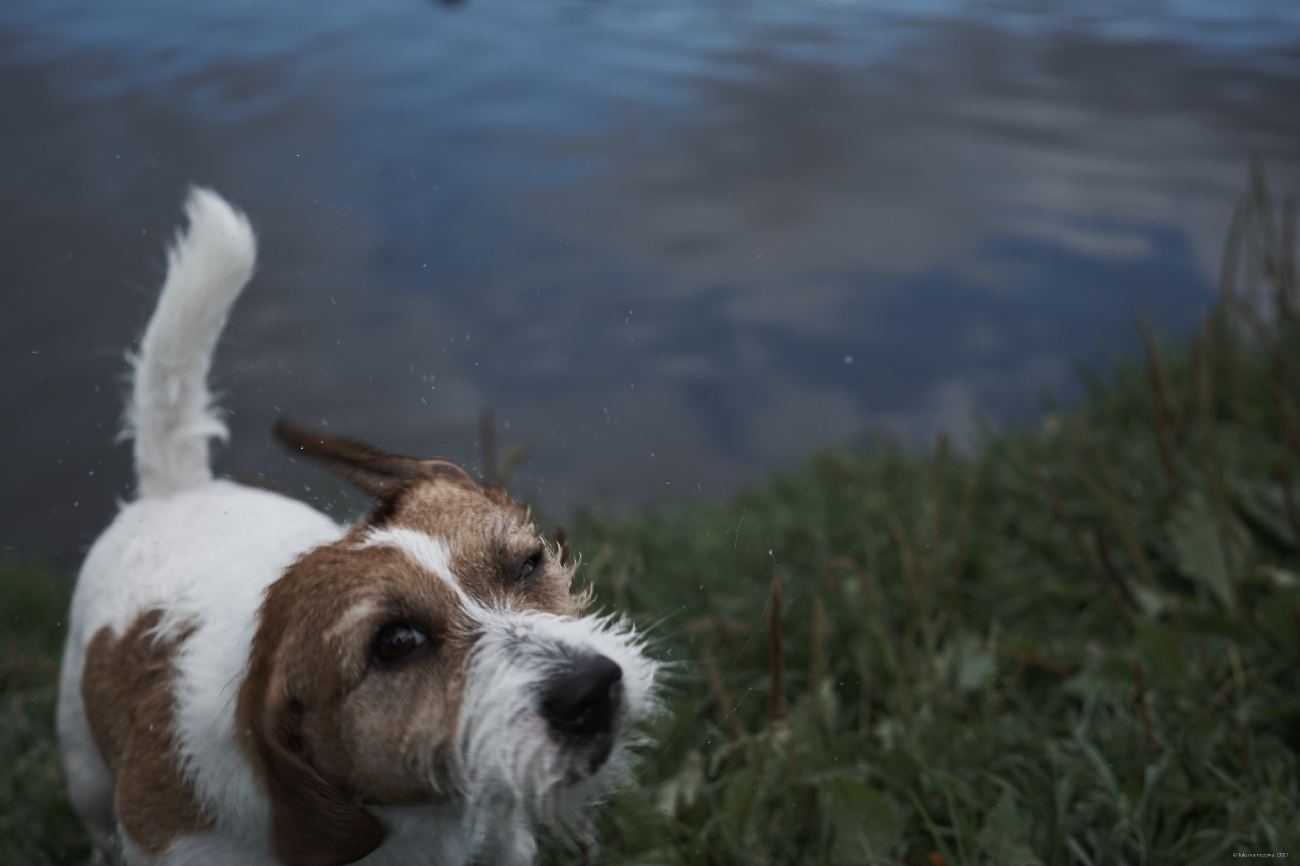 Jack Russell Terrier