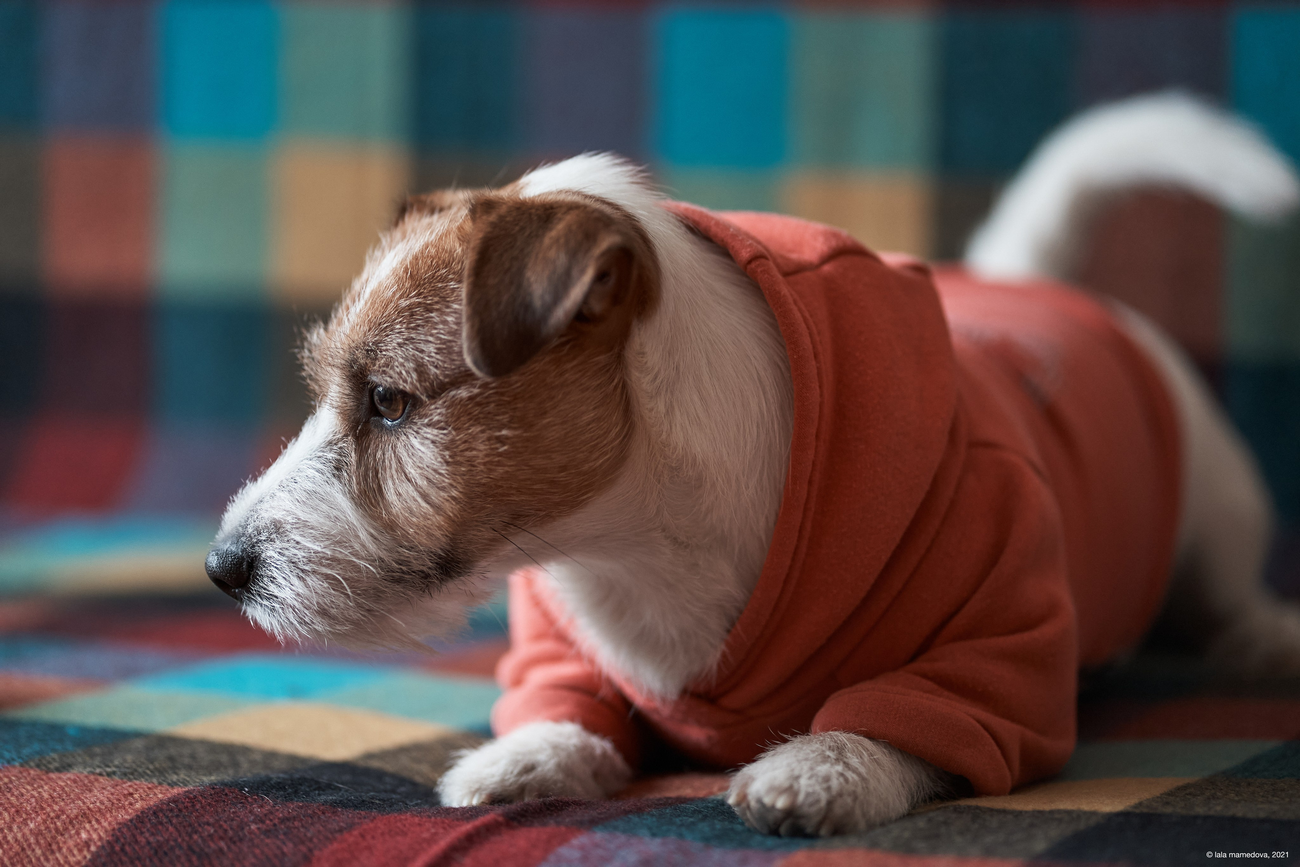Jack Russell Terrier