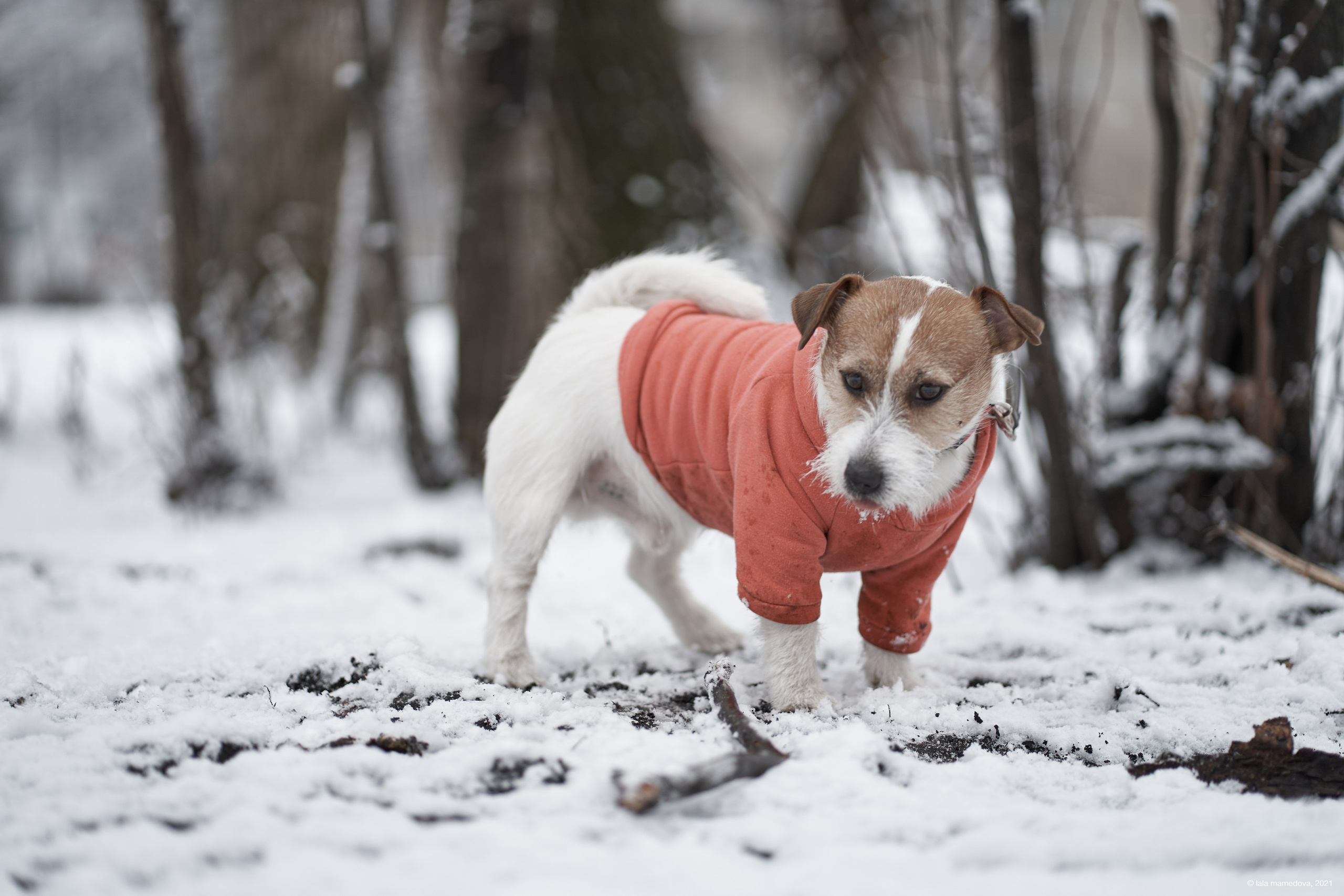 Jack Russell Terrier