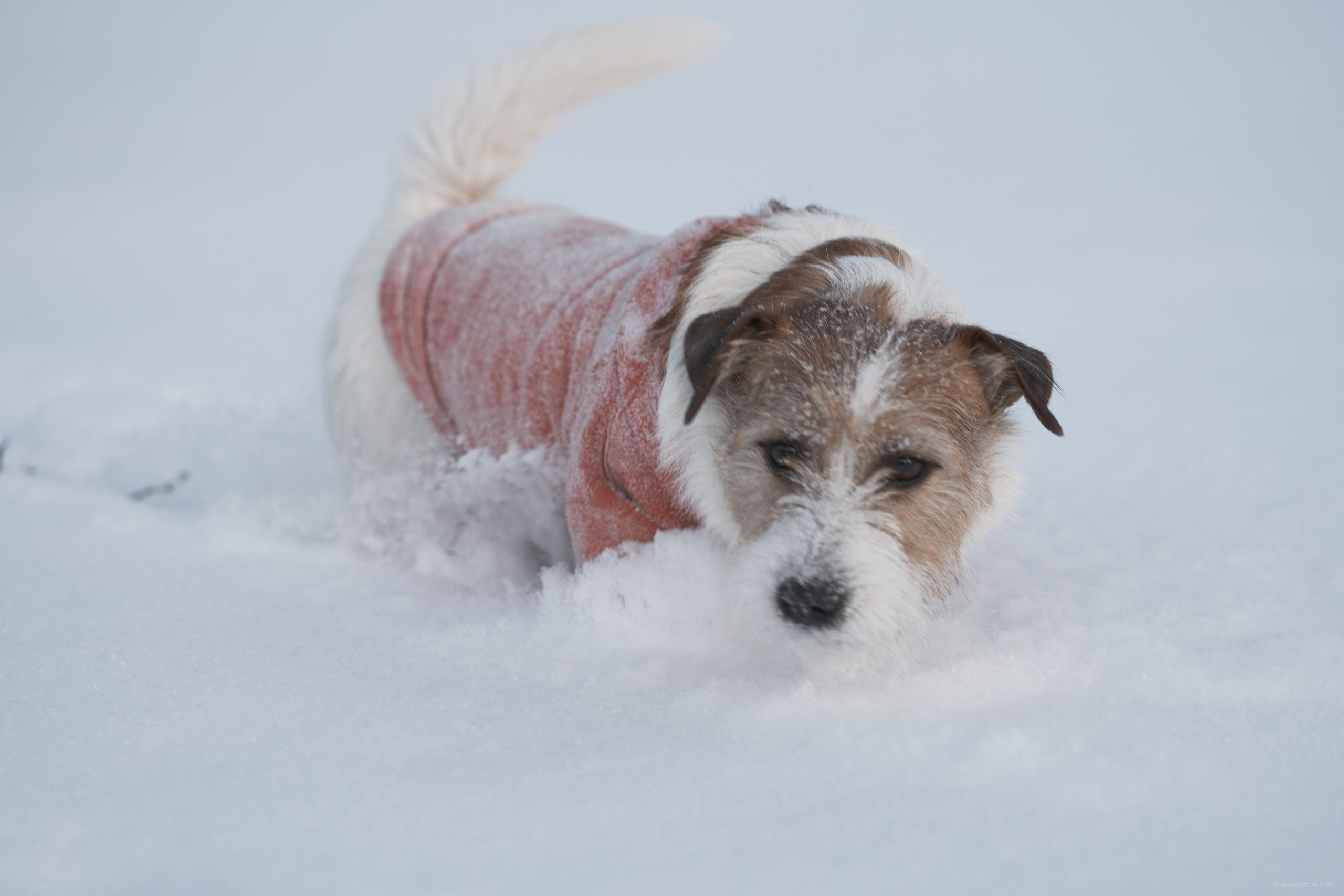 Jack Russell Terrier