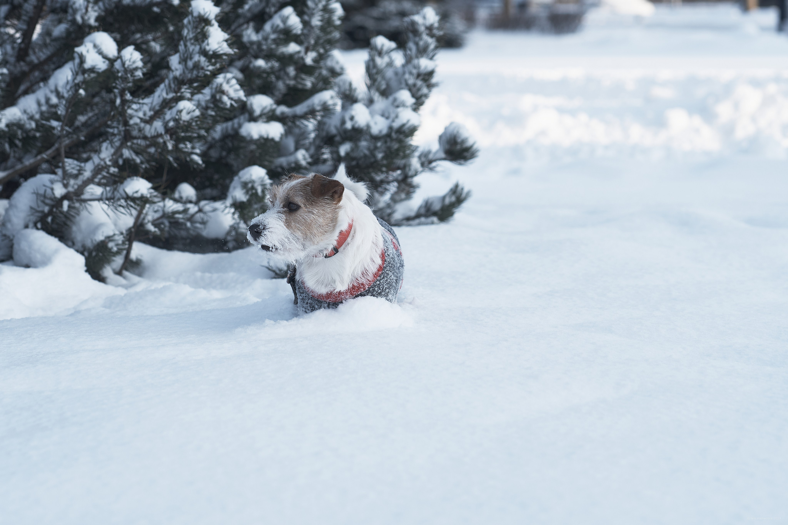 Jack Russell Terrier