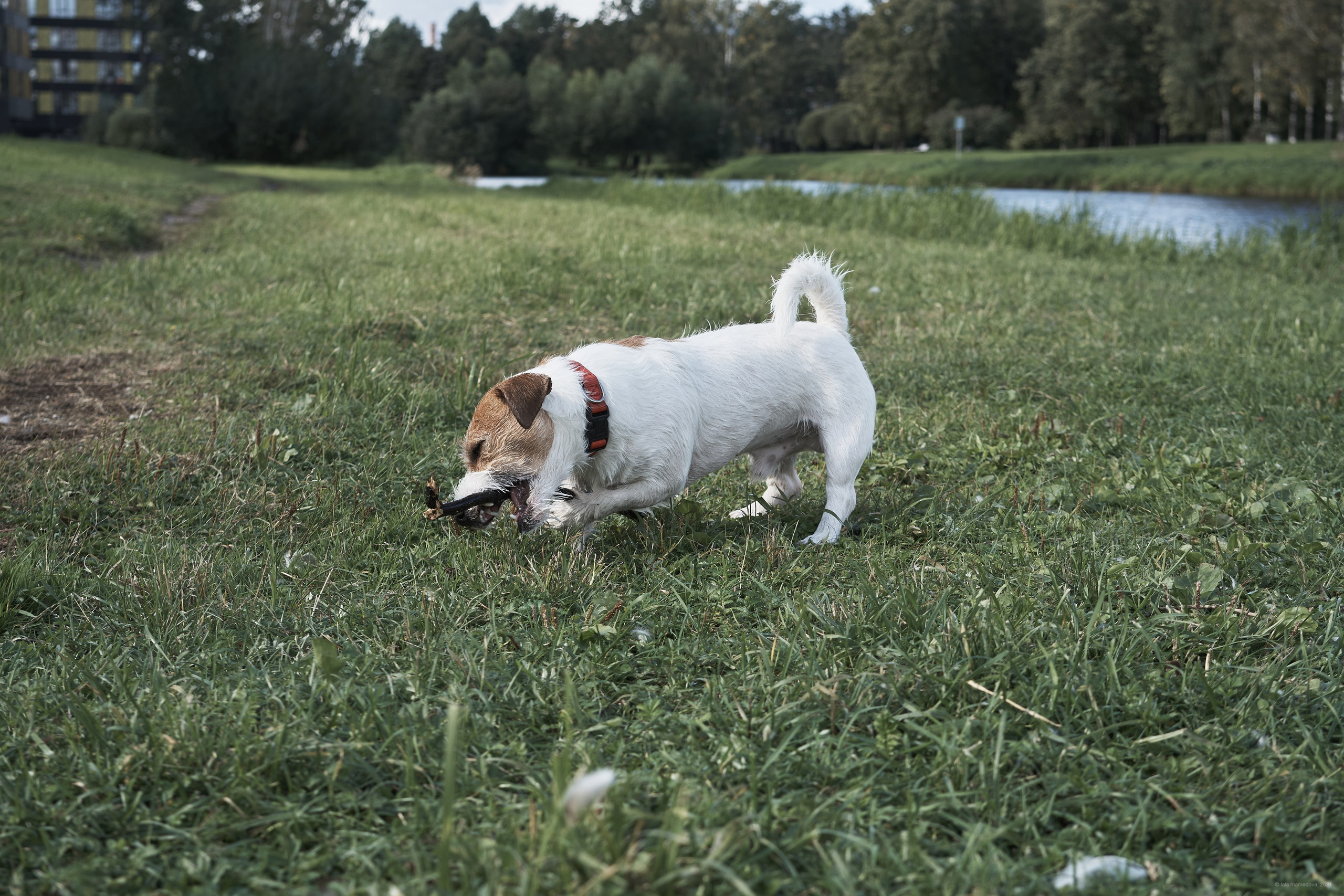 Jack Russell Terrier