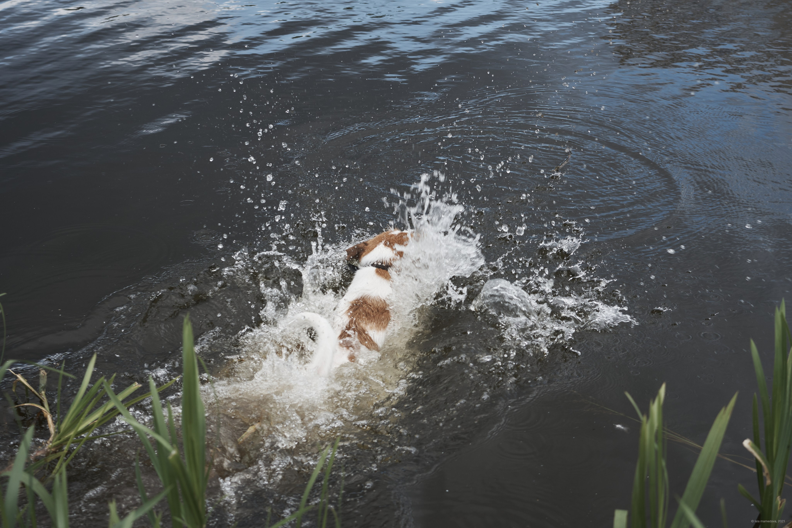 Jack Russell Terrier