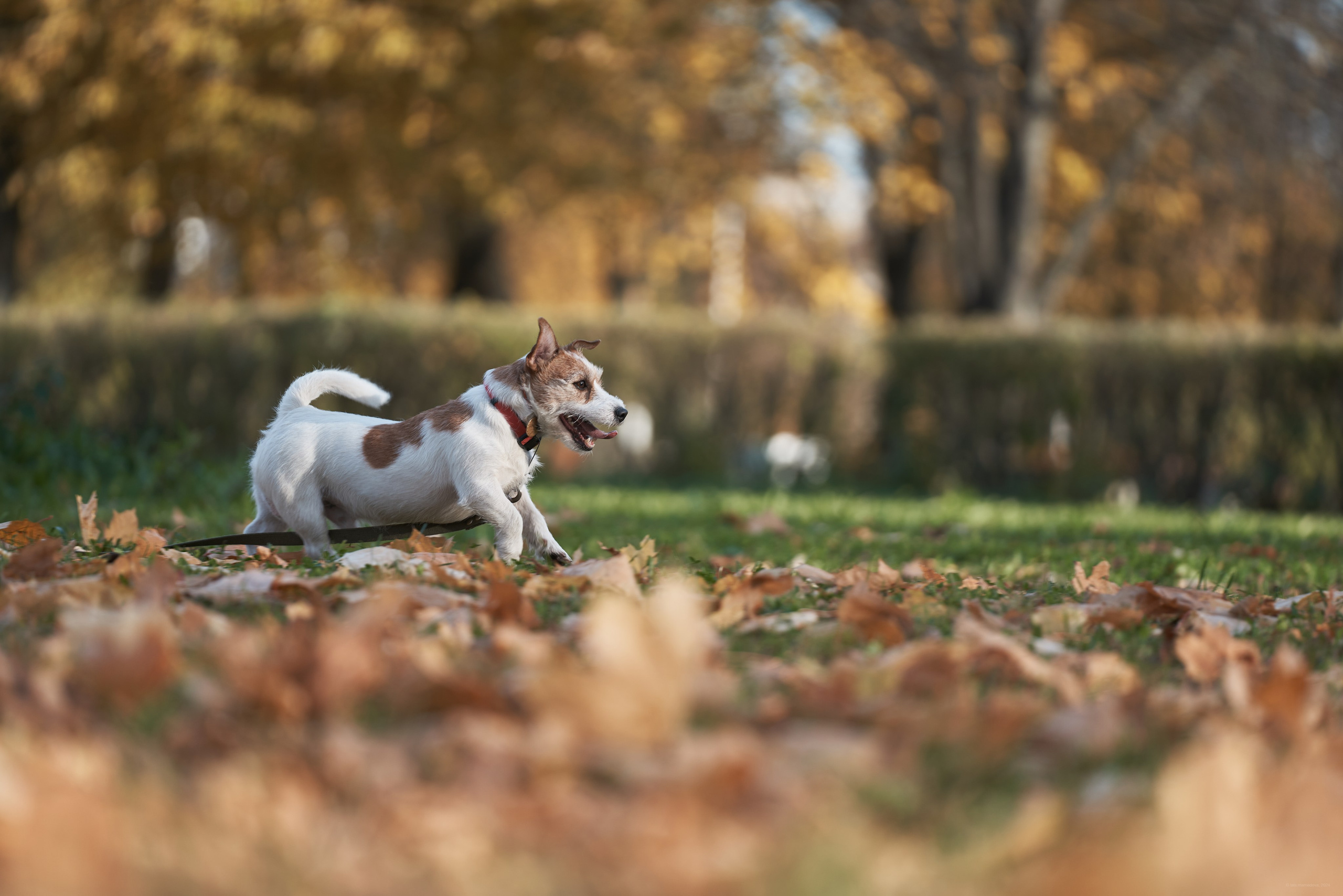 Jack Russell Terrier