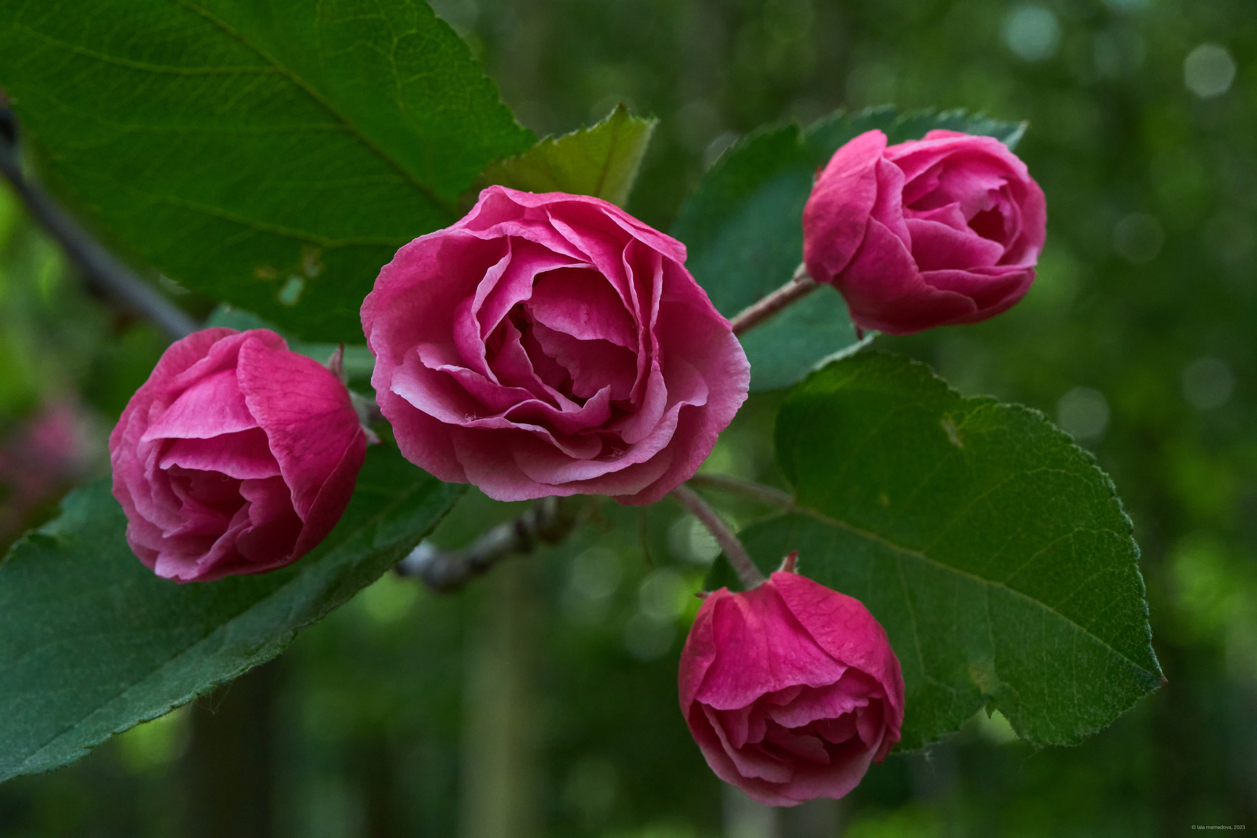 Природа