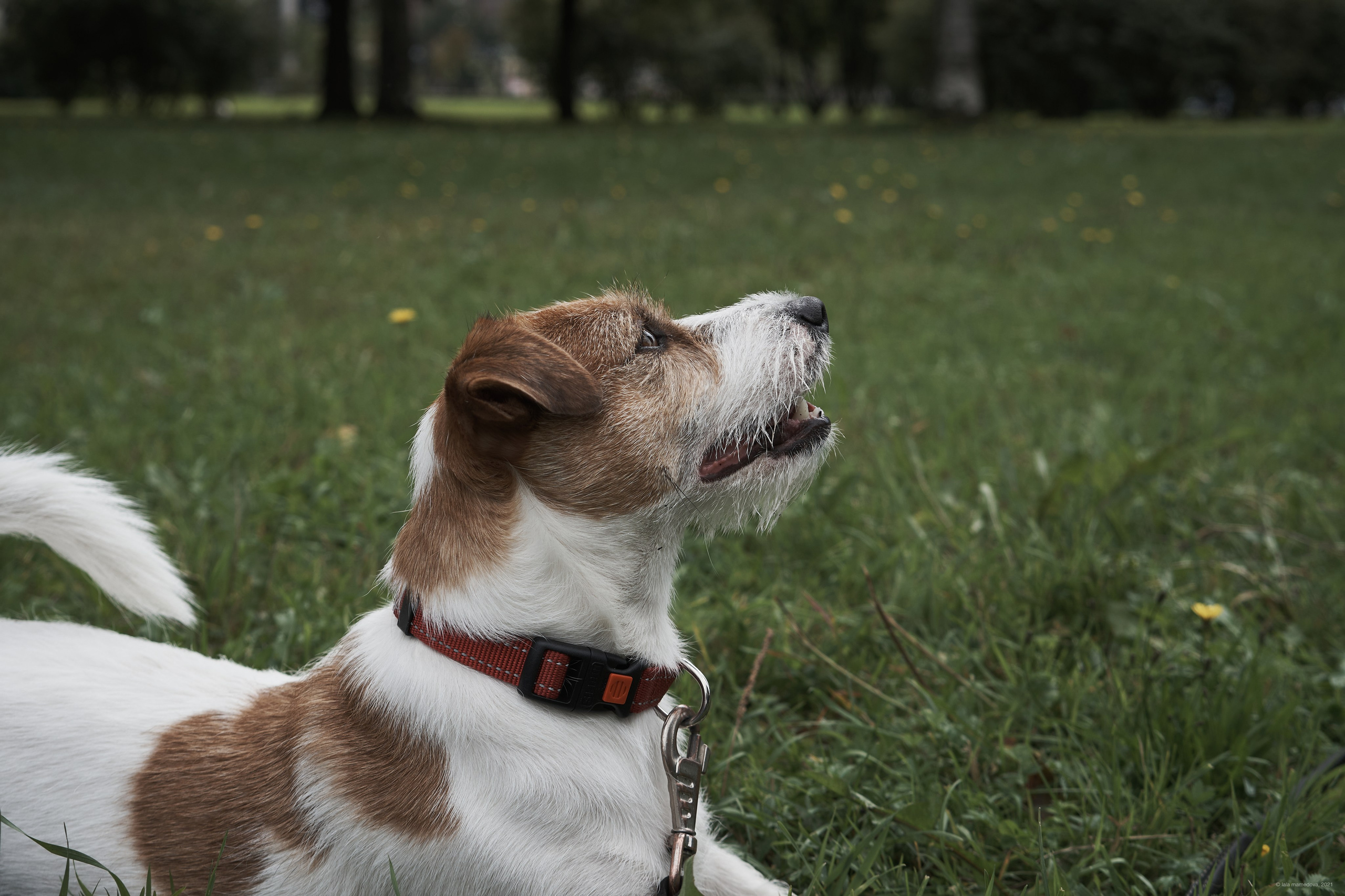 Jack Russell Terrier
