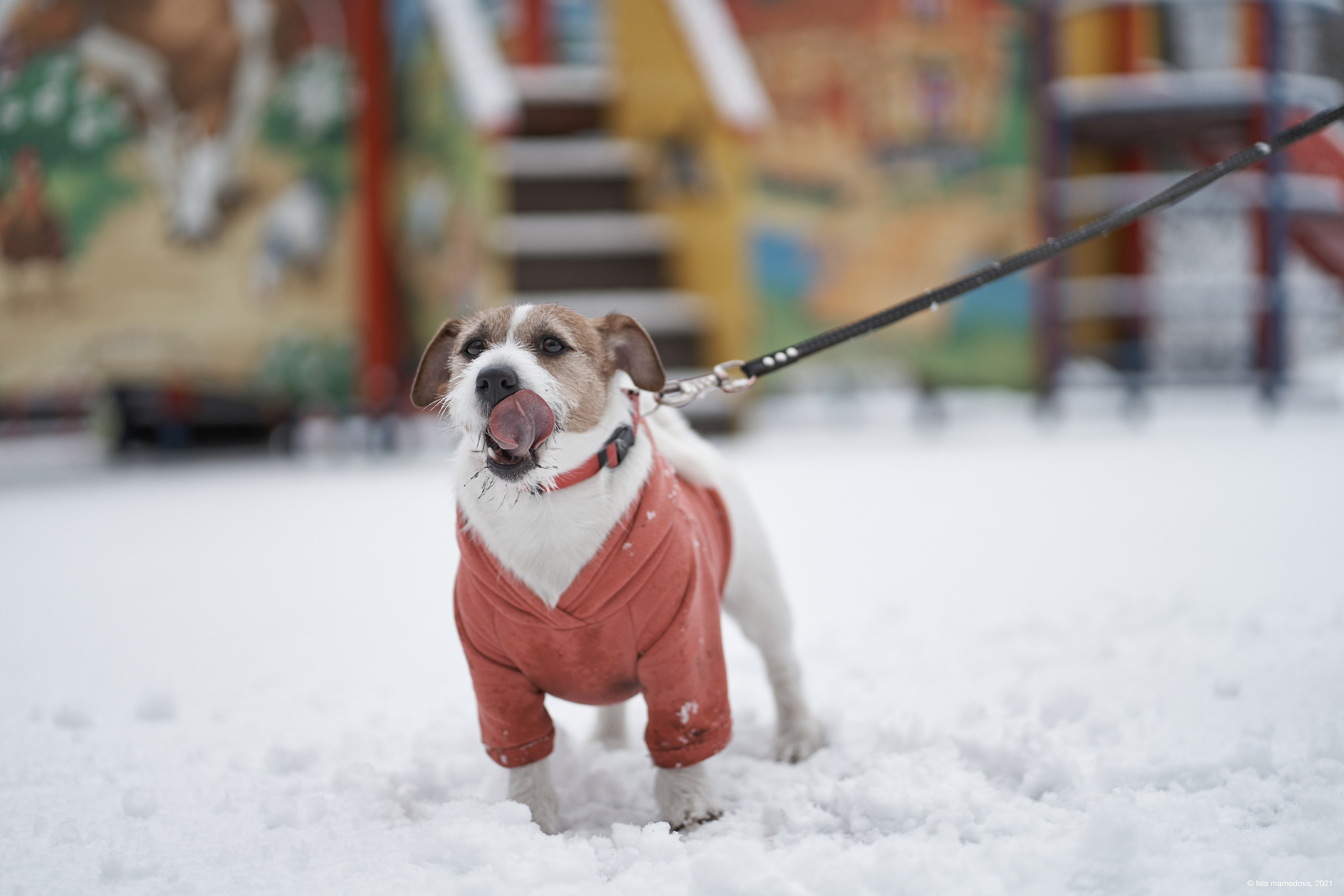 Jack Russell Terrier