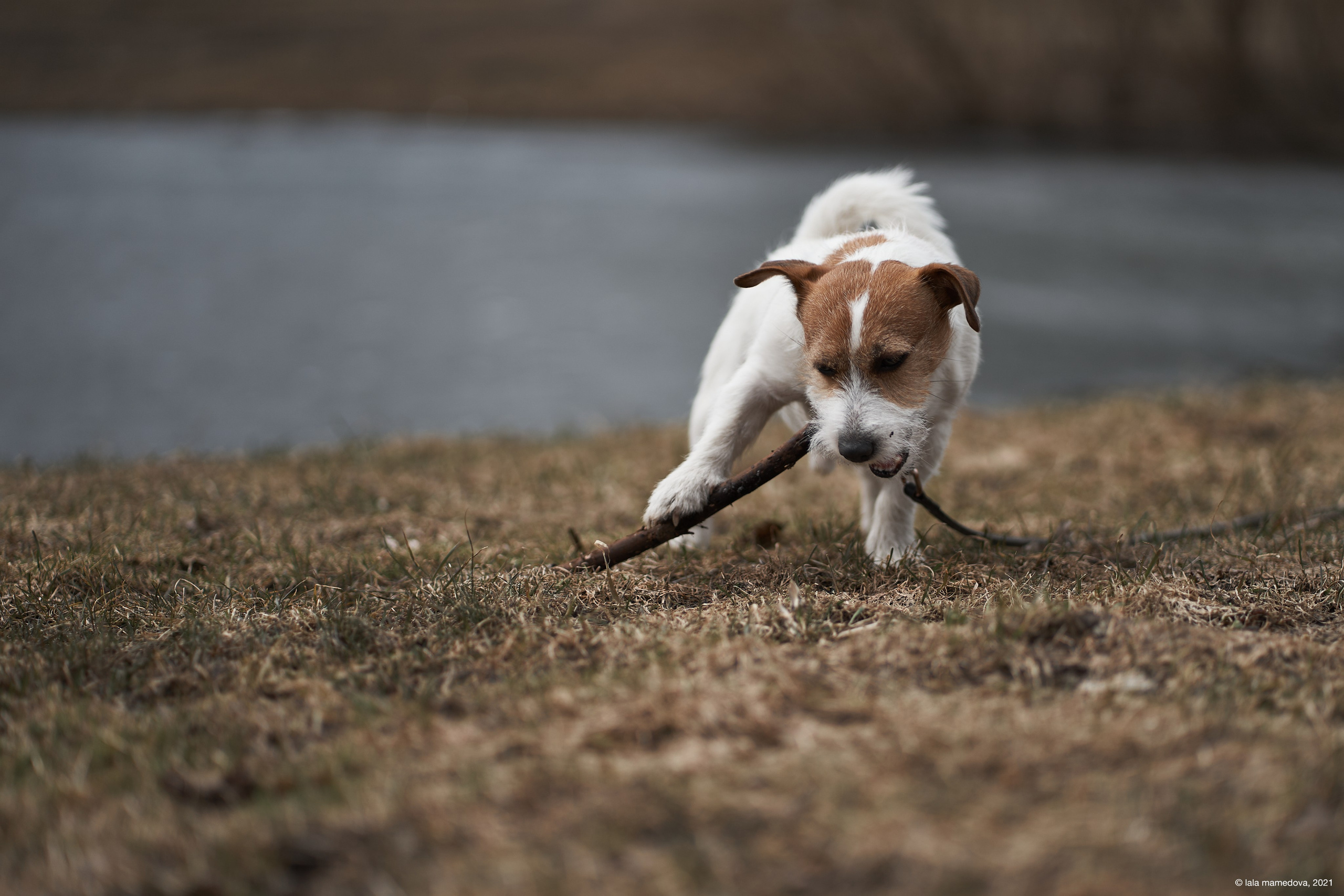 Jack Russell Terrier