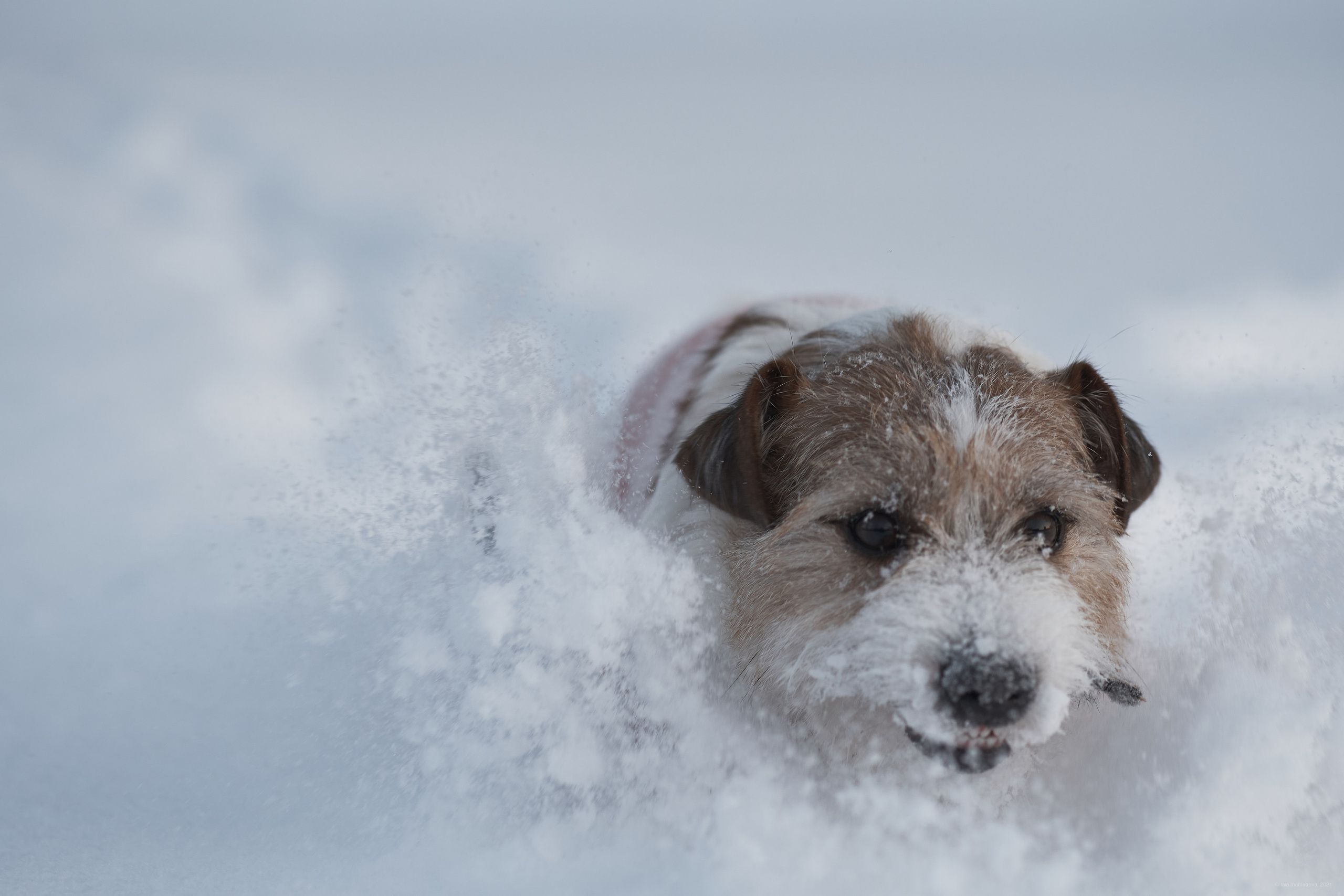 Jack Russell Terrier