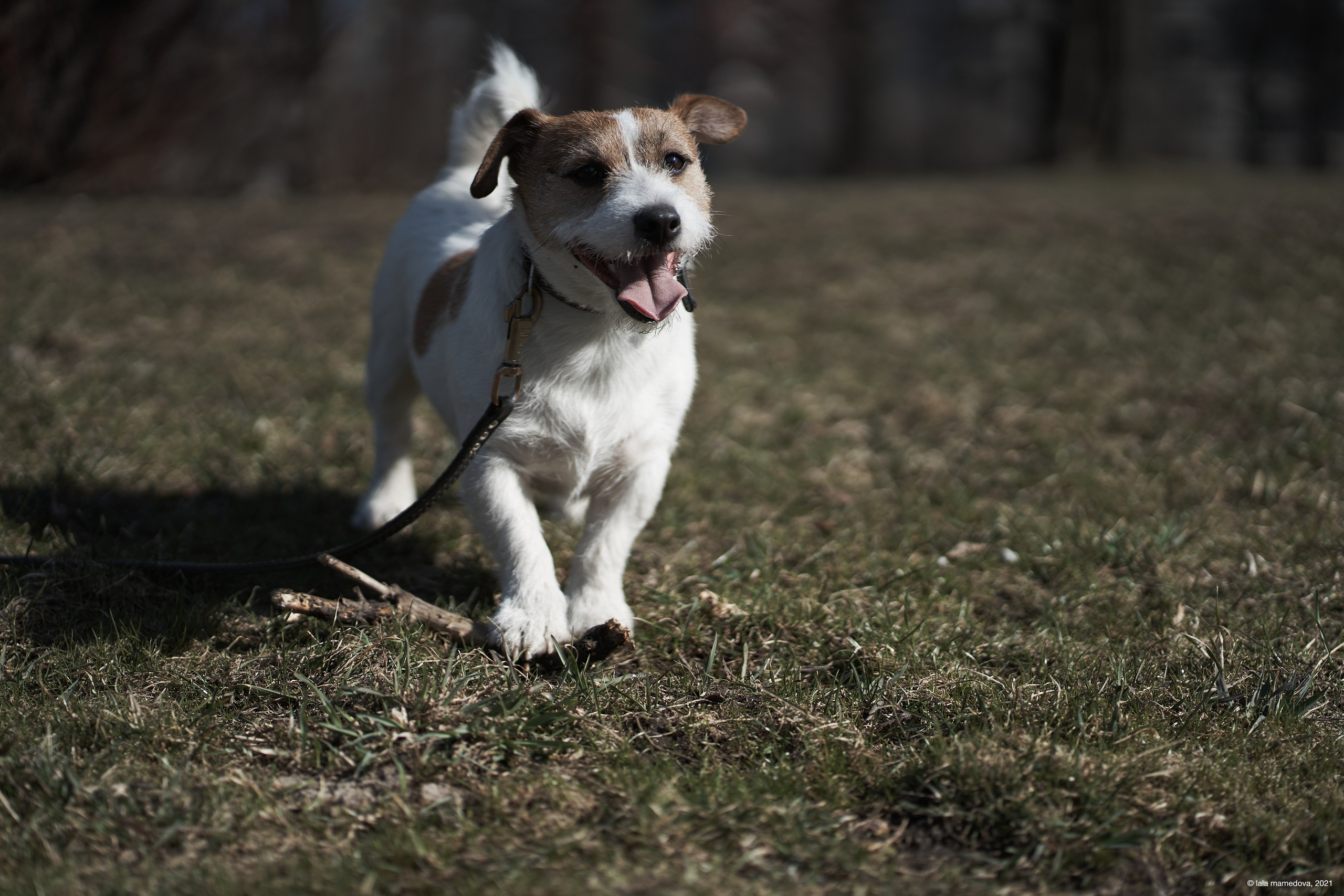 Jack Russell Terrier