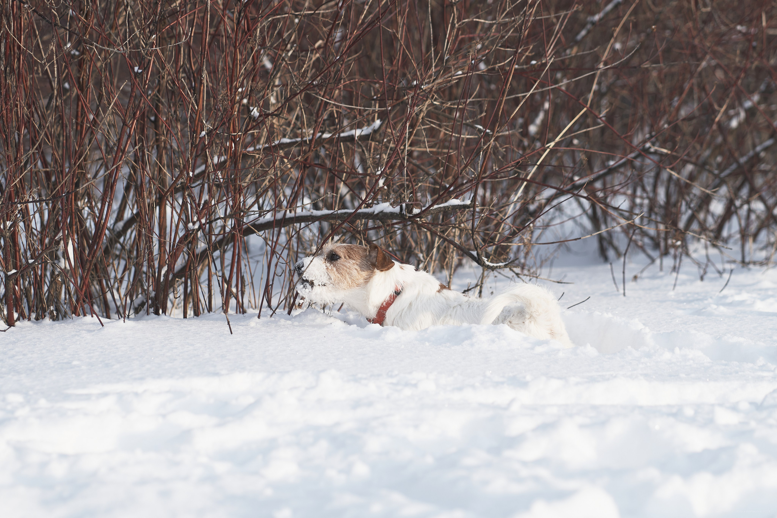 Jack Russell Terrier
