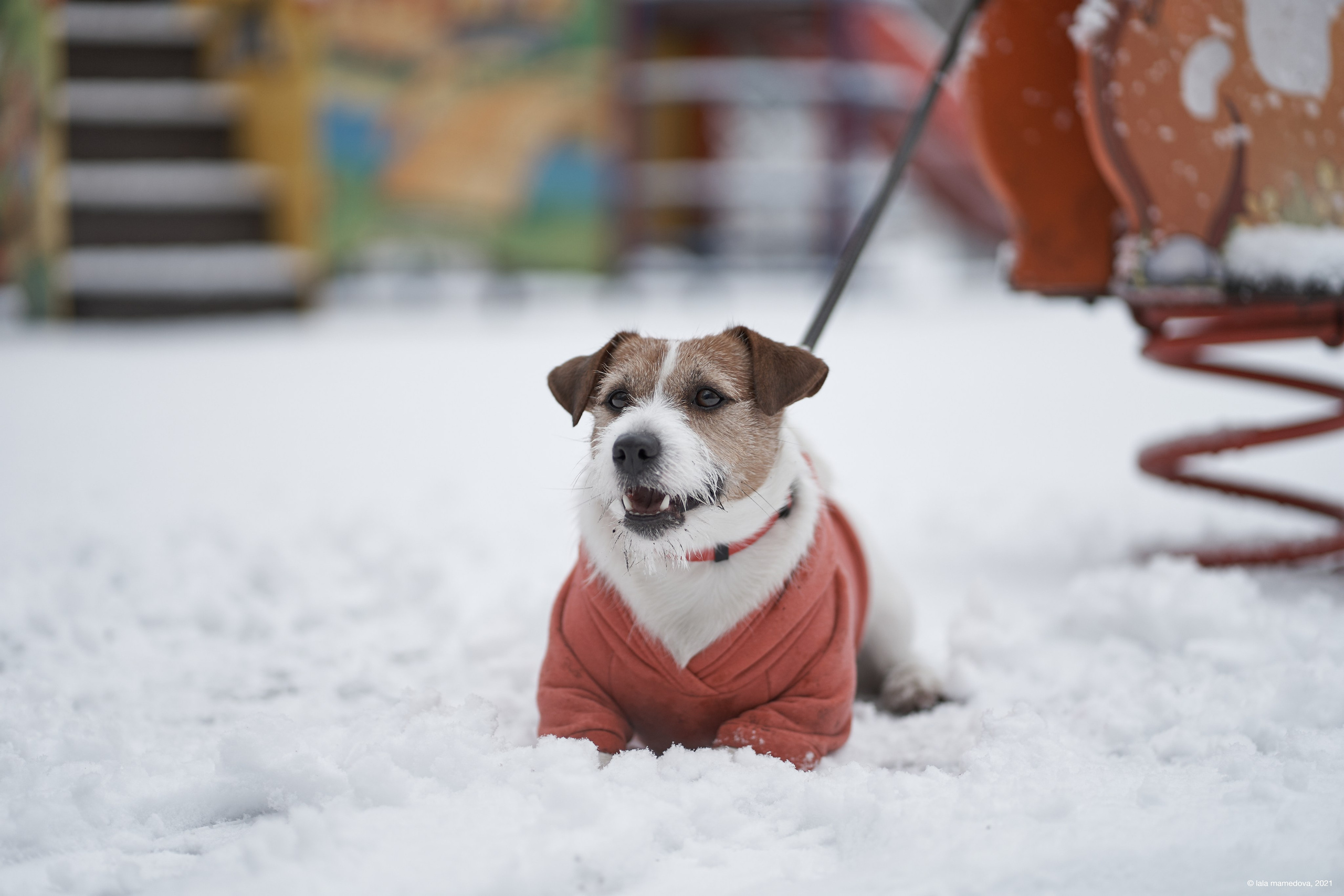Jack Russell Terrier