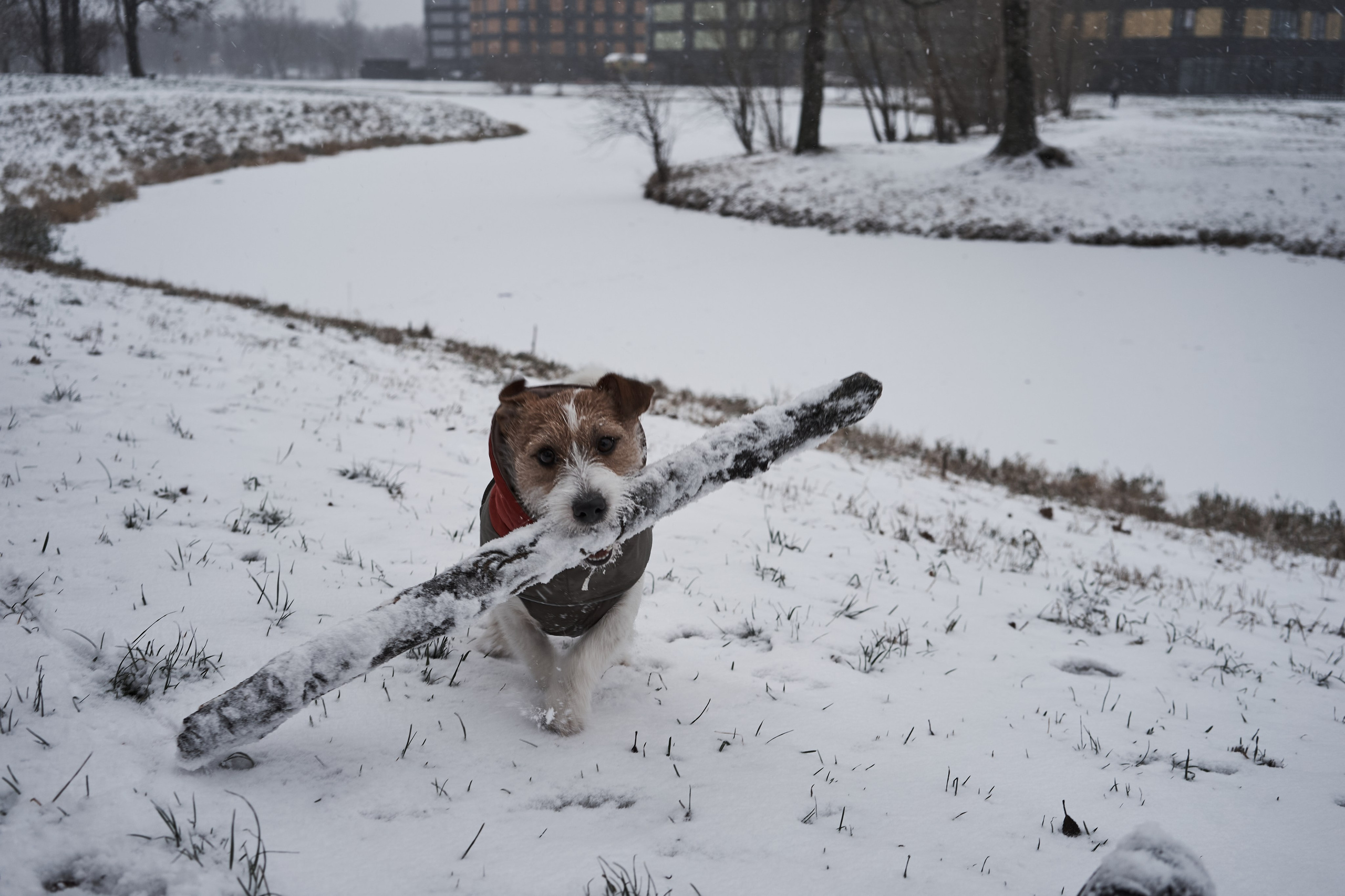 Jack Russell Terrier