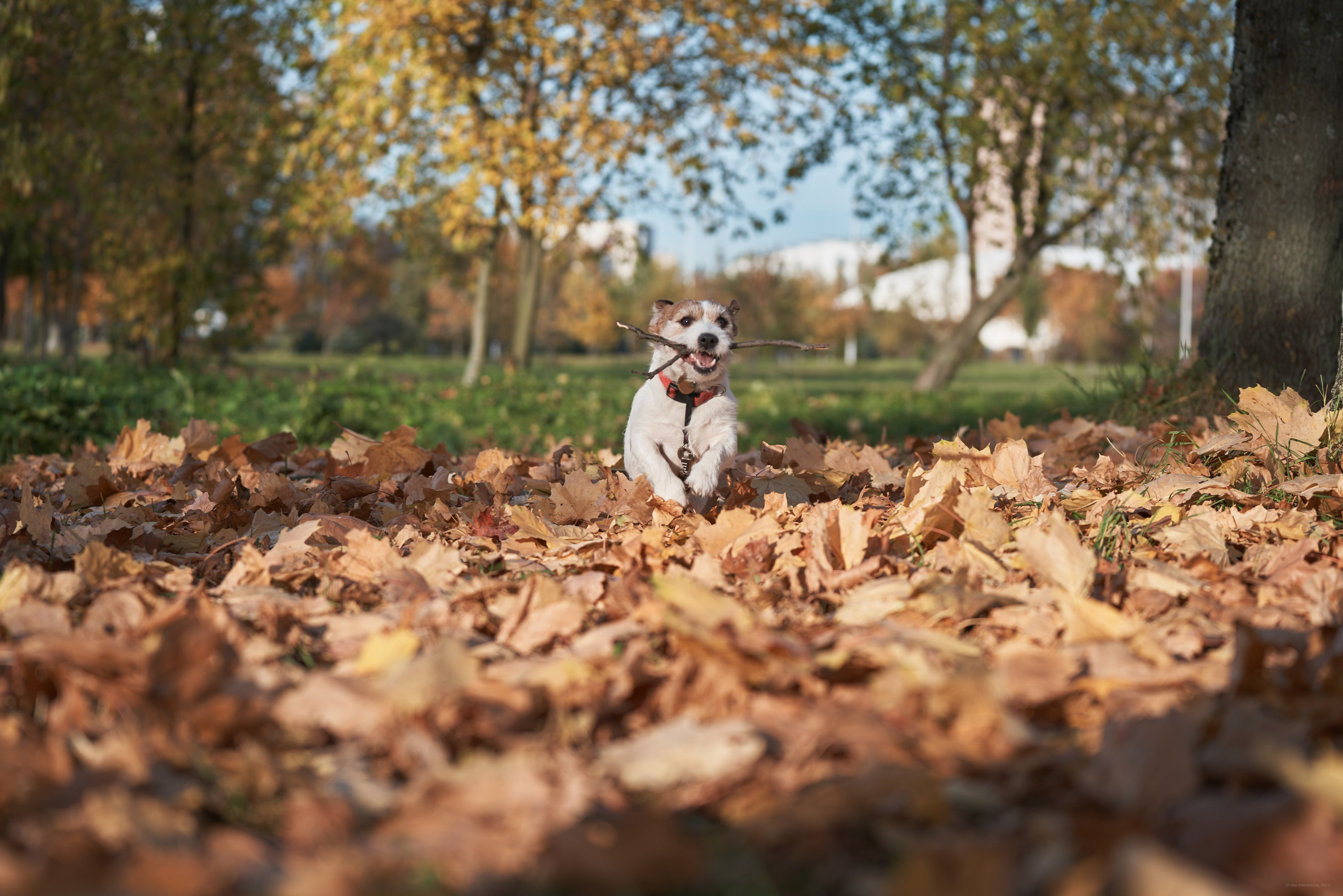 Jack Russell Terrier