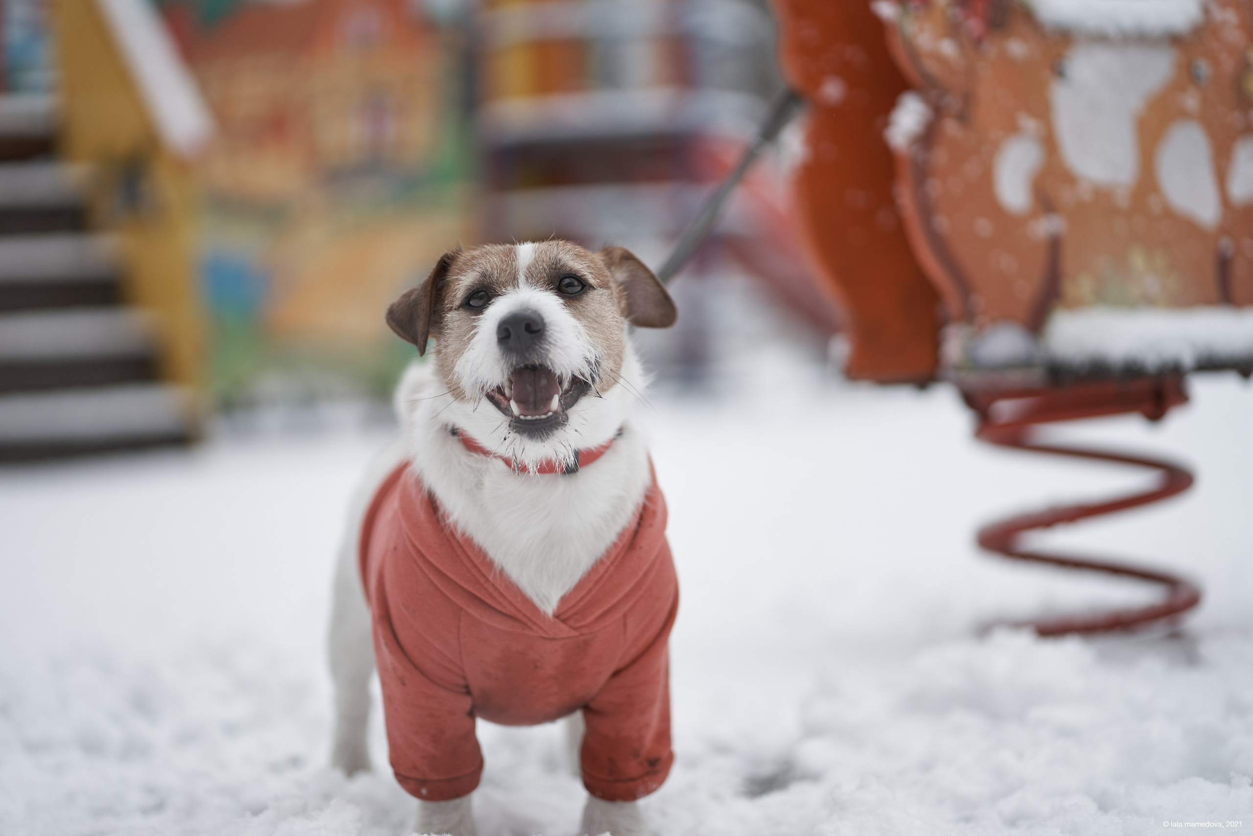 Jack Russell Terrier