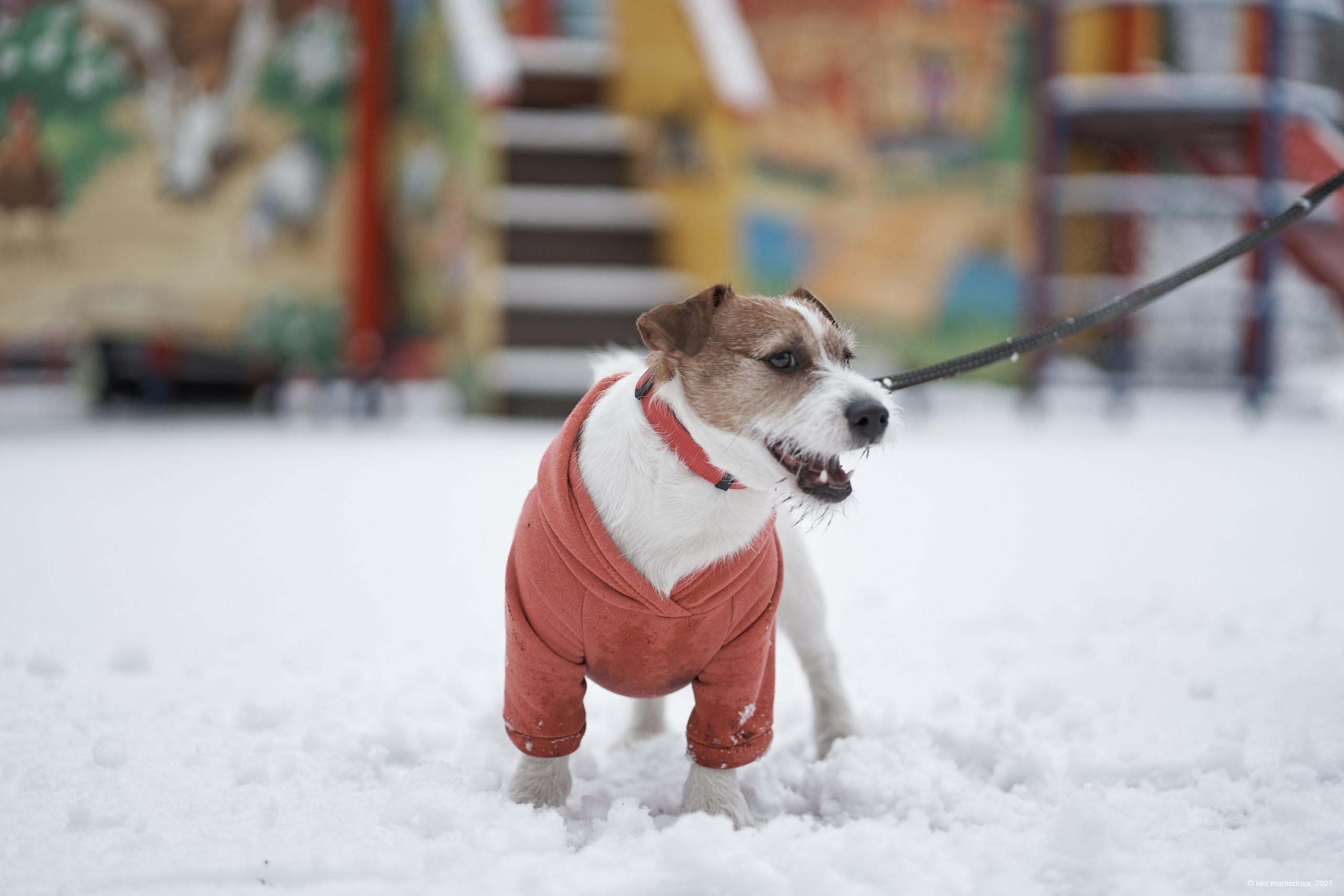 Jack Russell Terrier
