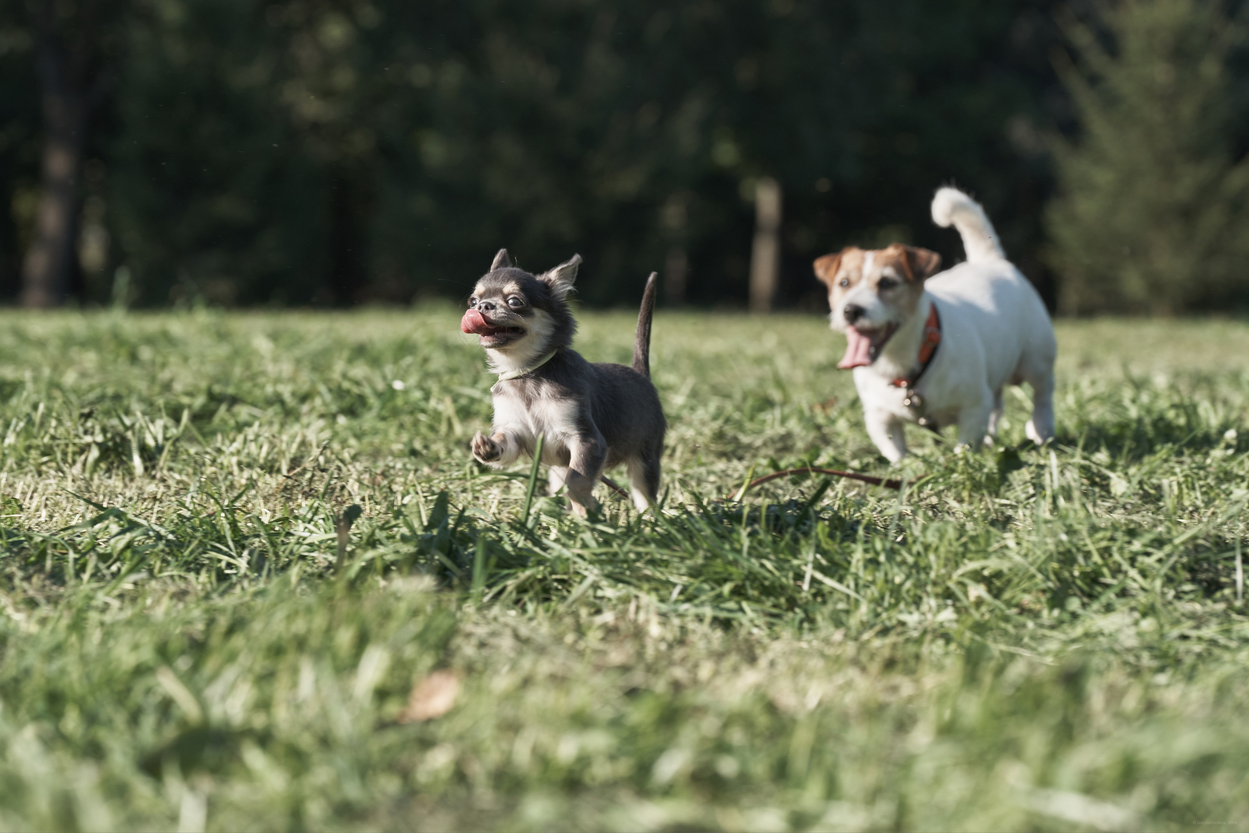 Jack Russell Terrier