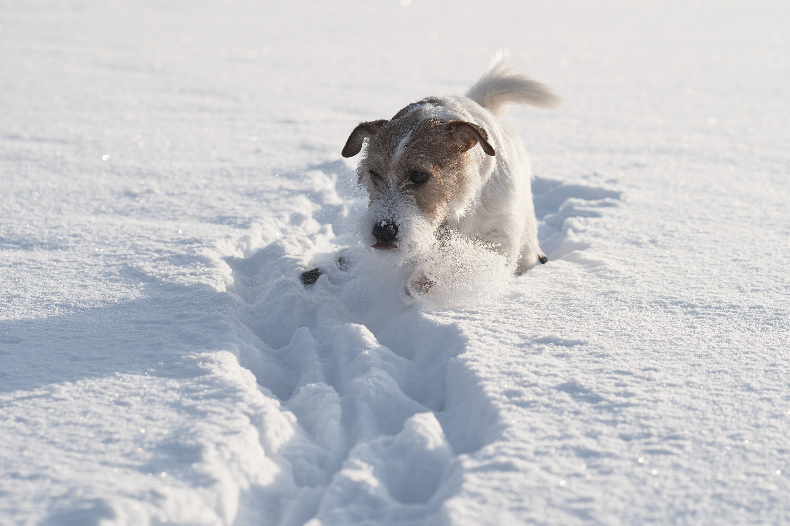 Jack Russell Terrier