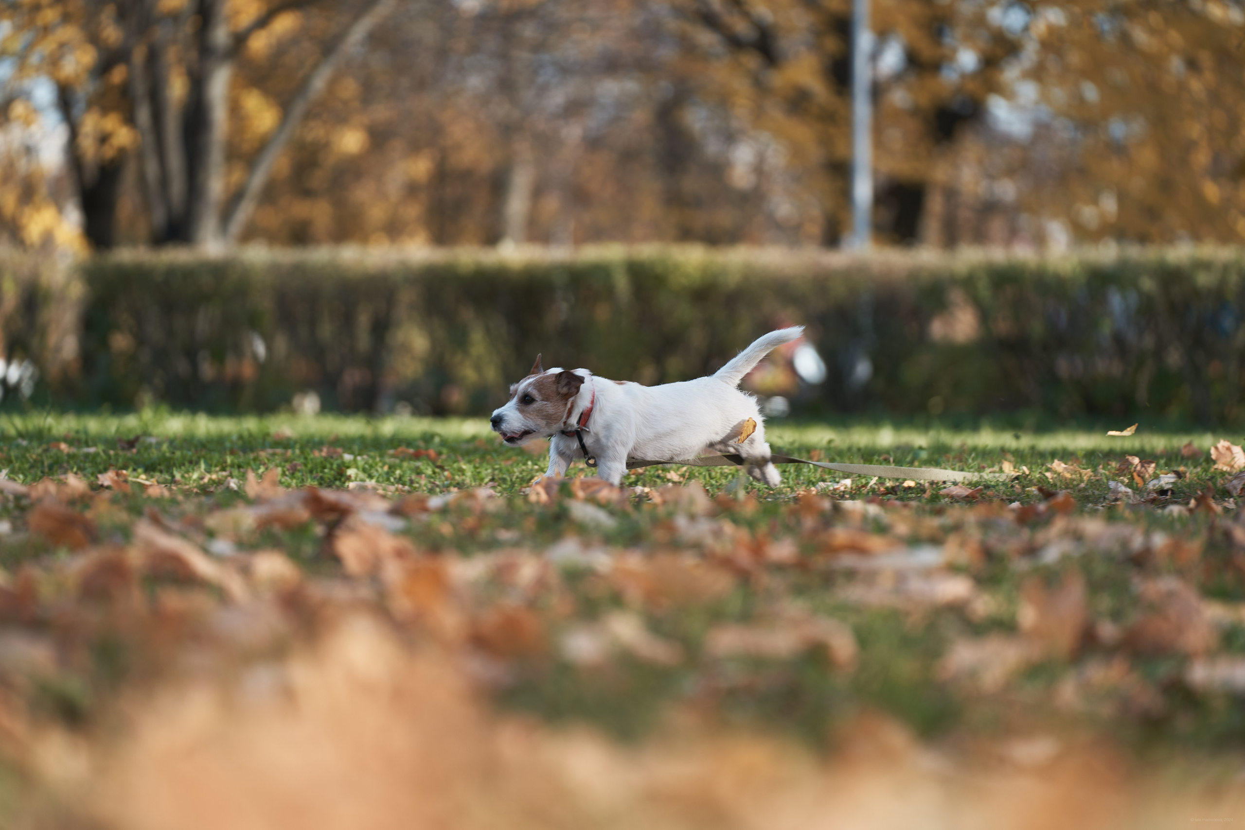 Jack Russell Terrier